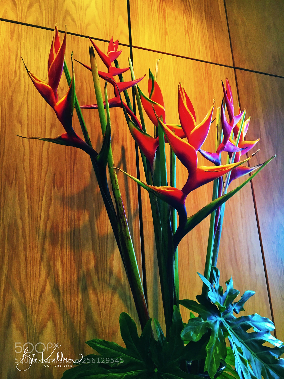 Apple iPhone 6s sample photo. Hawaiian birds of paradise photography