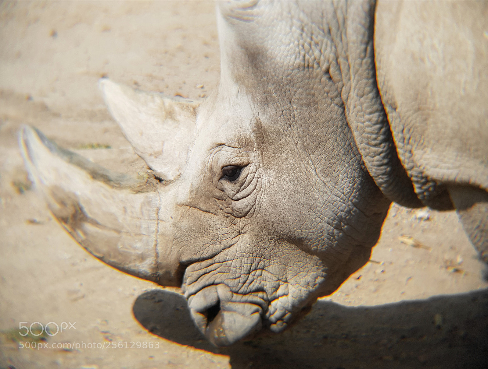 Samsung Galaxy S8+ sample photo. Rinoceronte blanco, especie amenazada photography
