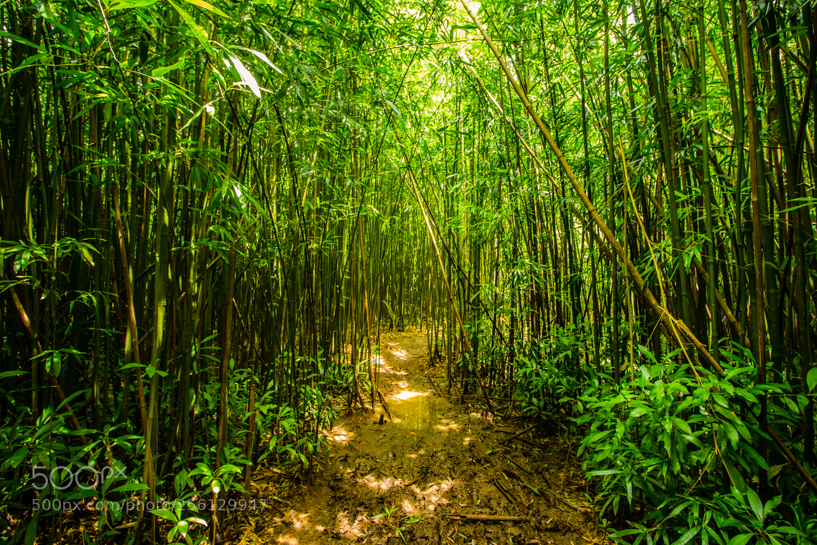 Canon EOS 1200D (EOS Rebel T5 / EOS Kiss X70 / EOS Hi) sample photo. Bamboo forest photography