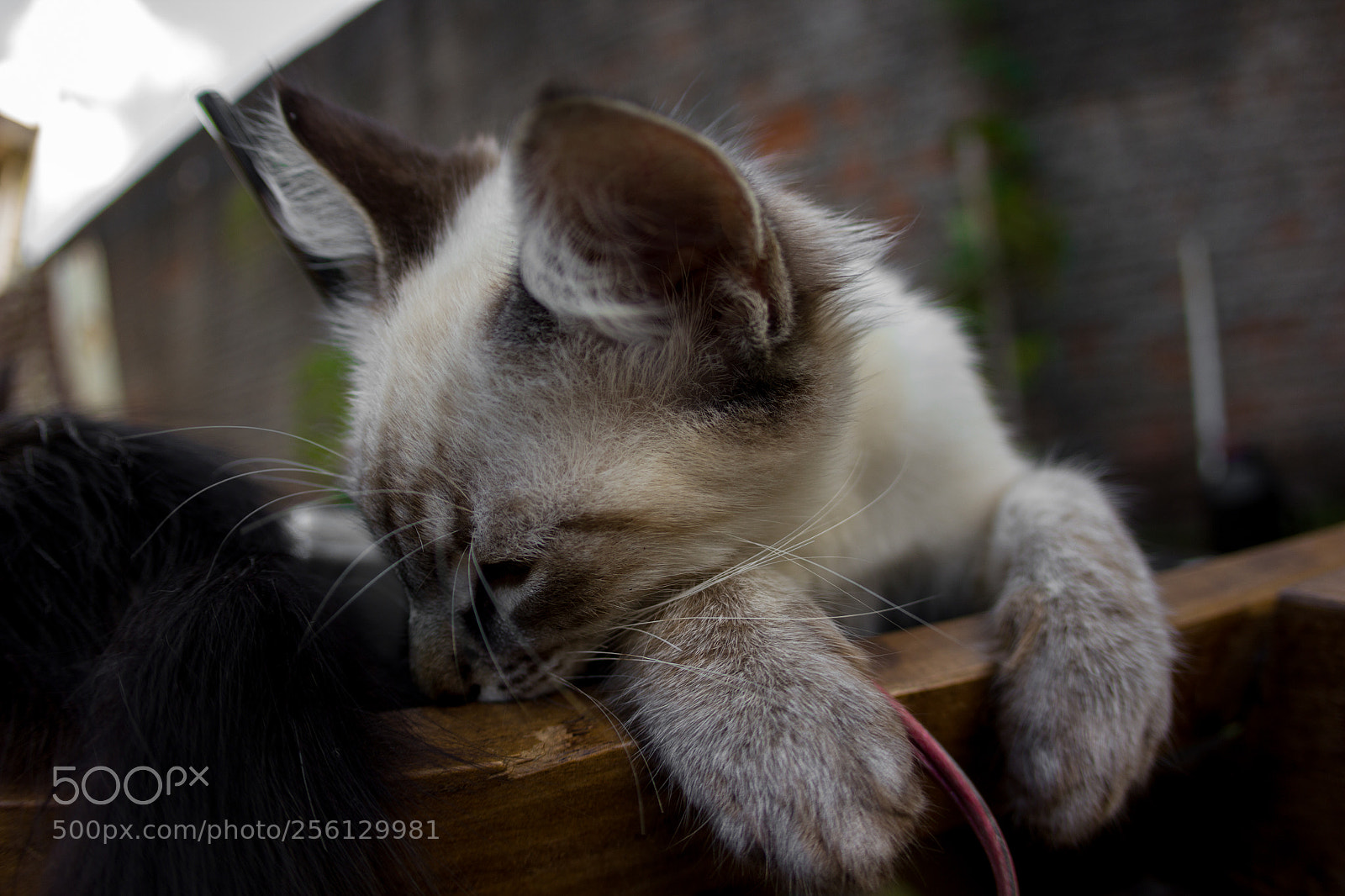 Canon EOS 550D (EOS Rebel T2i / EOS Kiss X4) sample photo. Cats photography