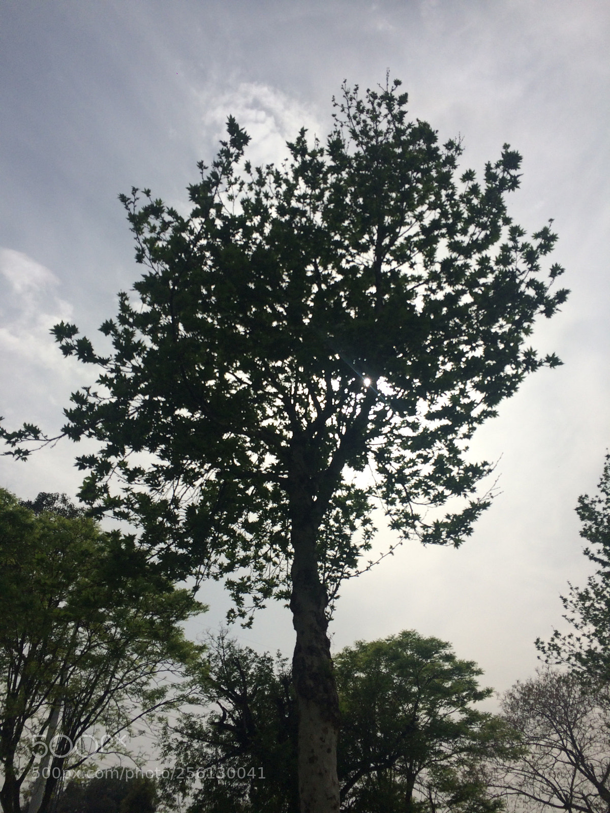 Apple iPhone 5s sample photo. Tree in cloudy day photography