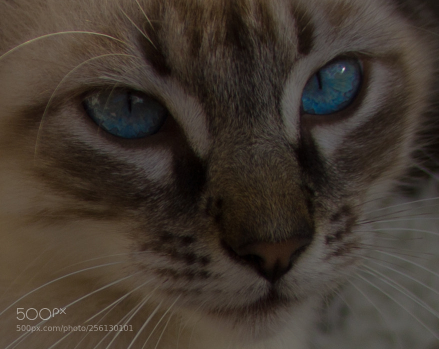 Canon EOS 550D (EOS Rebel T2i / EOS Kiss X4) sample photo. Cats photography