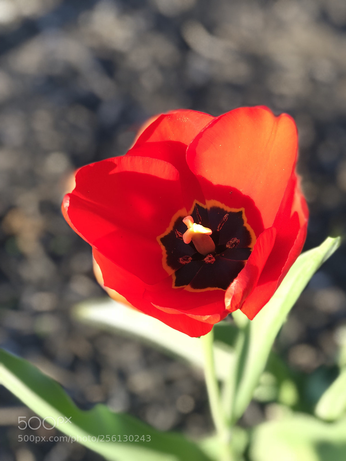 Apple iPhone 8 Plus sample photo. Blooming photography