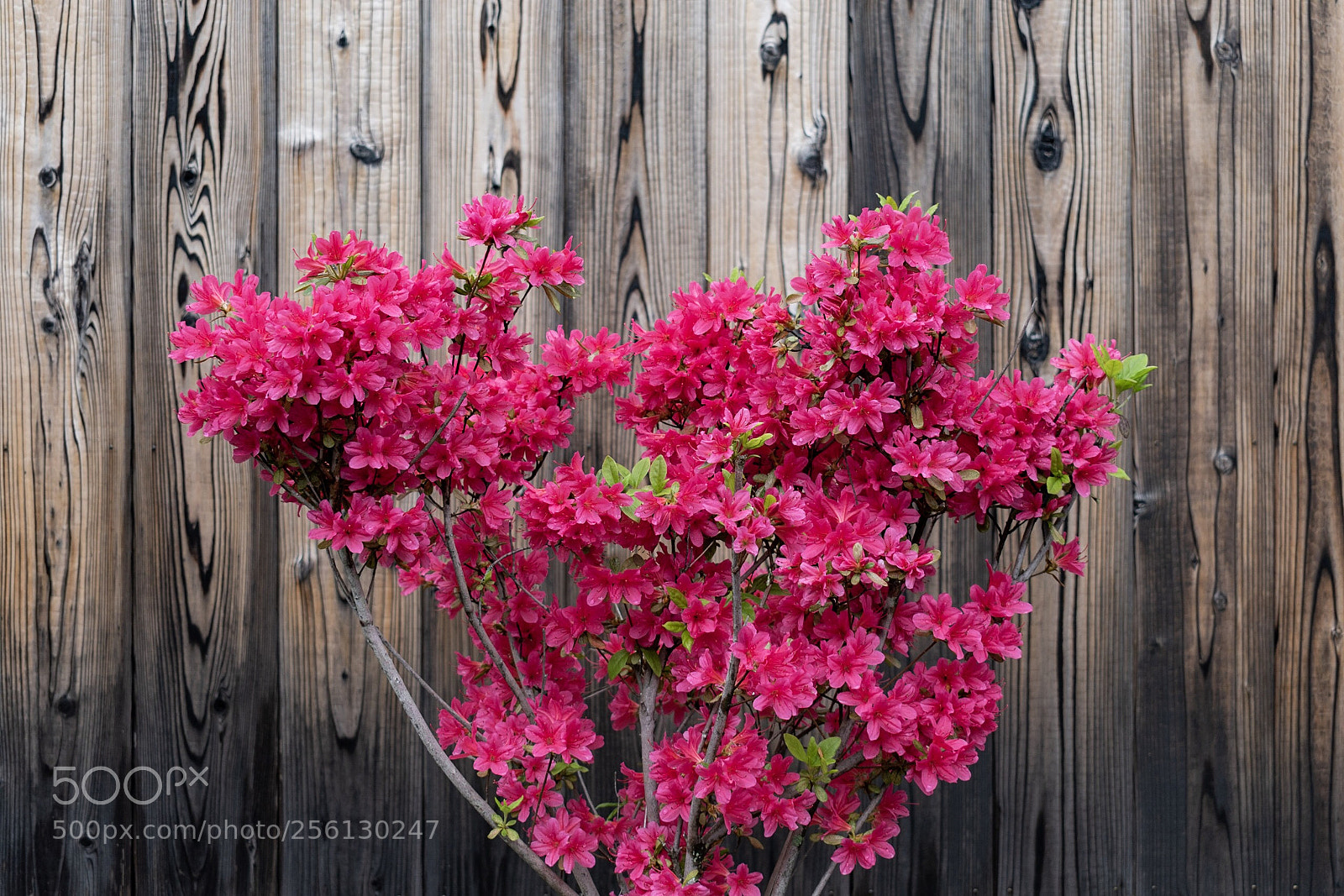 Nikon D5600 sample photo. Texture photography