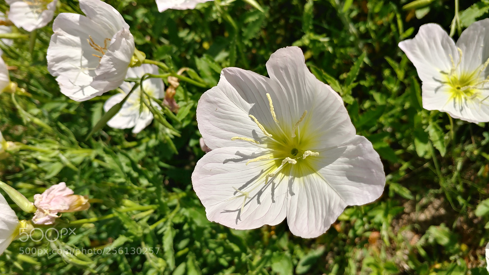 LG V20 sample photo. Hdr photography