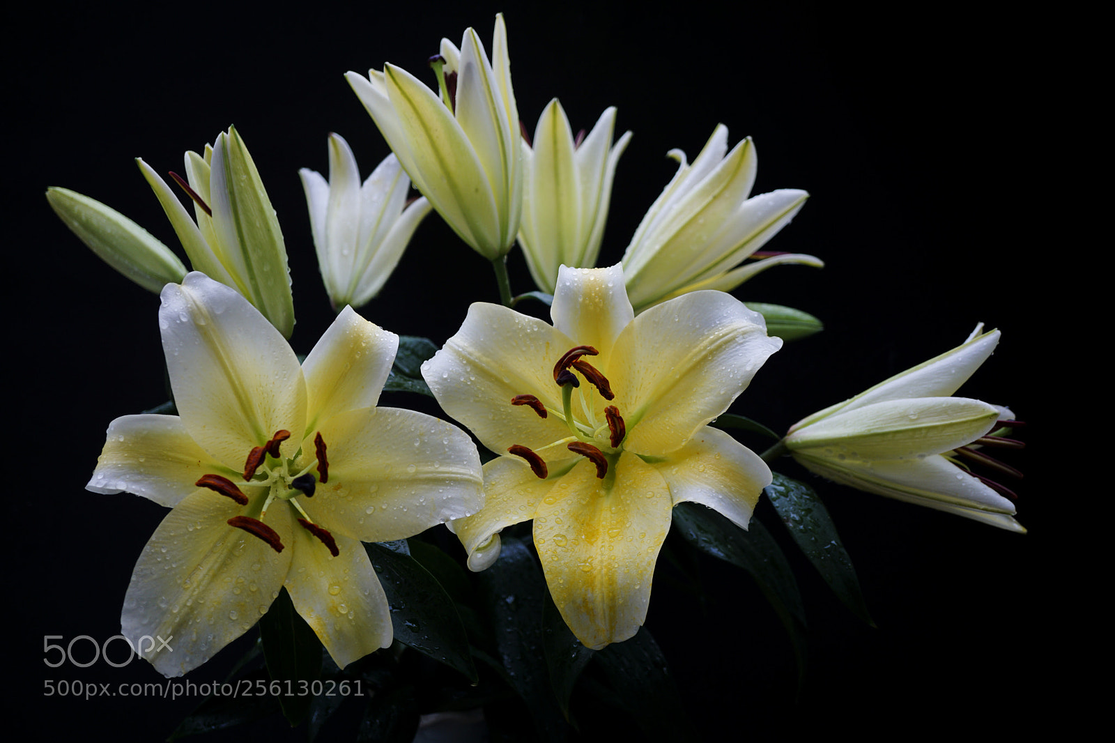 Sony a6000 sample photo. Lily photography