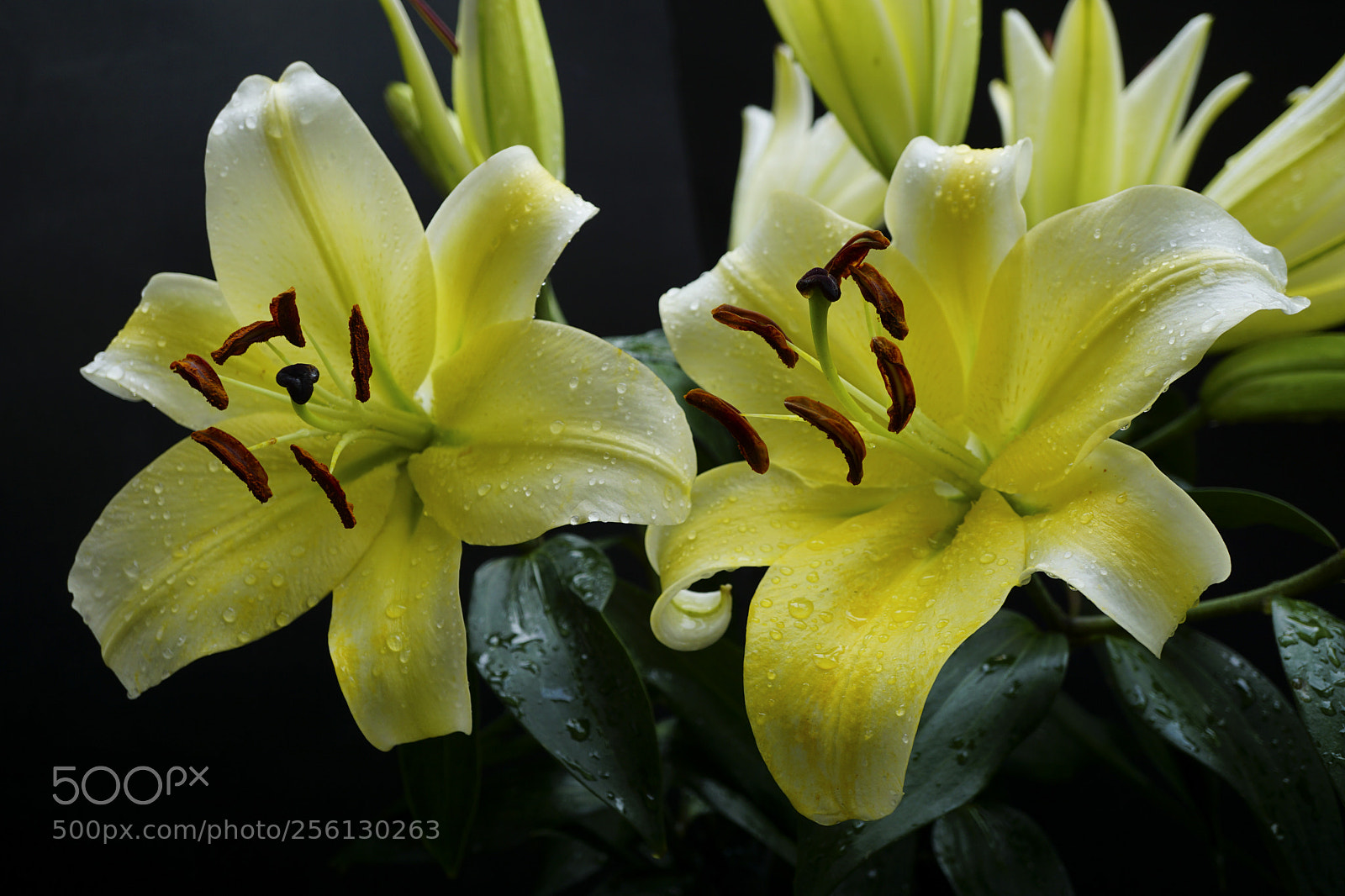 Sony a6000 sample photo. Lily photography