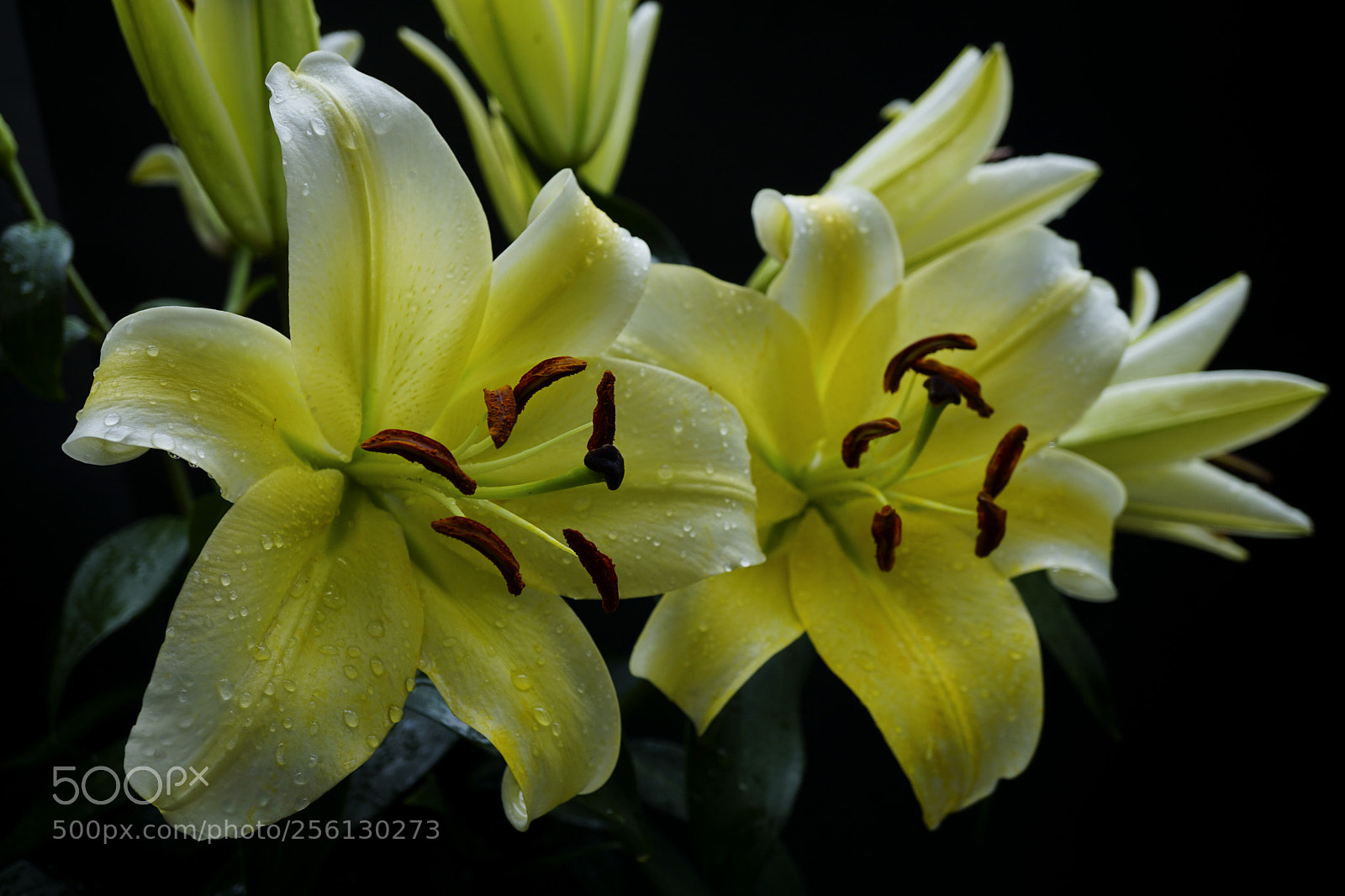 Sony a6000 sample photo. Lily photography