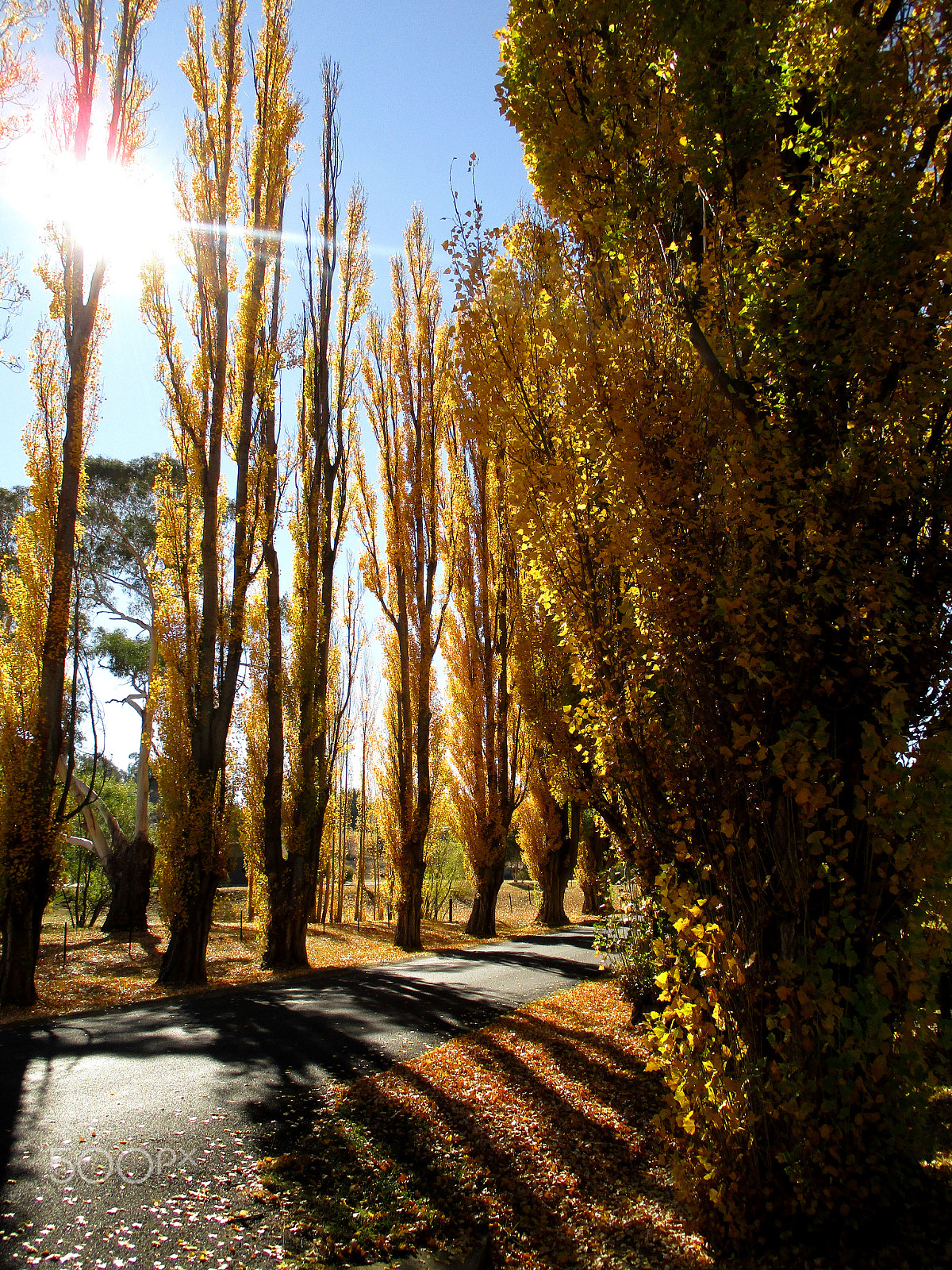 Canon IXUS 185 sample photo. Autumn bliss photography