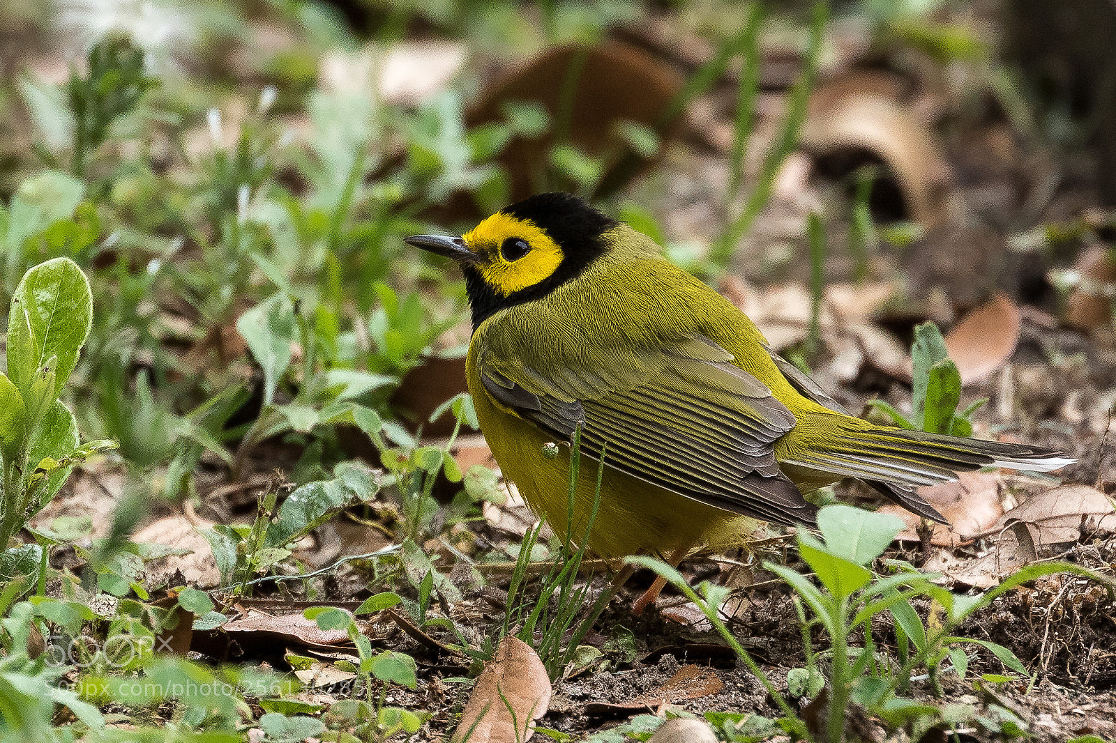 Canon EOS 7D Mark II sample photo. Hooded warbler photography