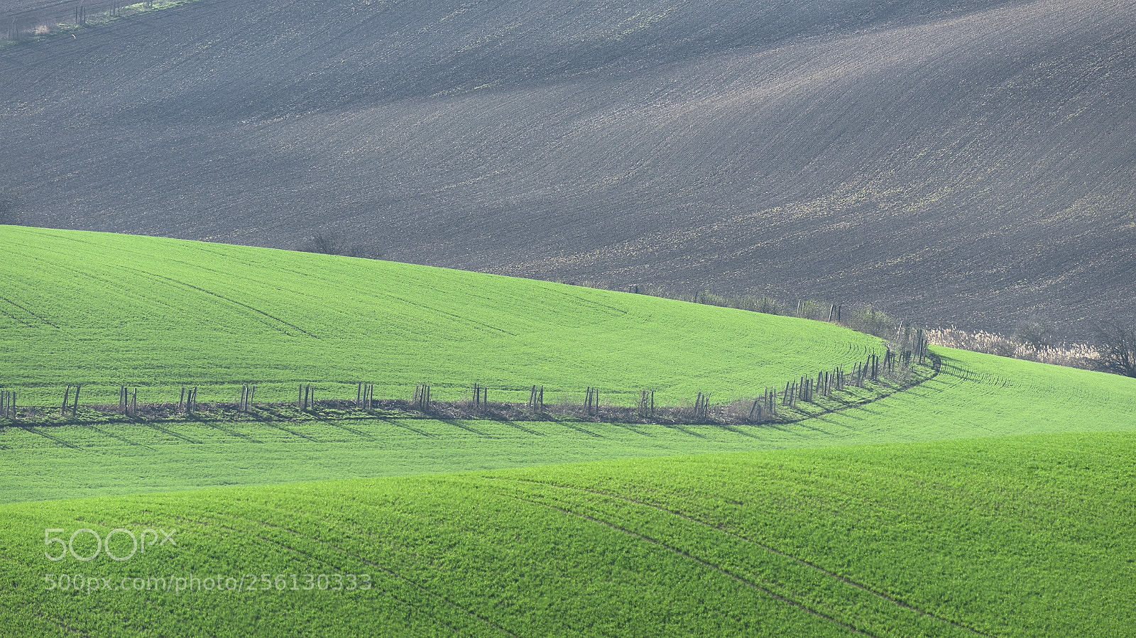 Nikon D610 sample photo. Moravian spring fields photography