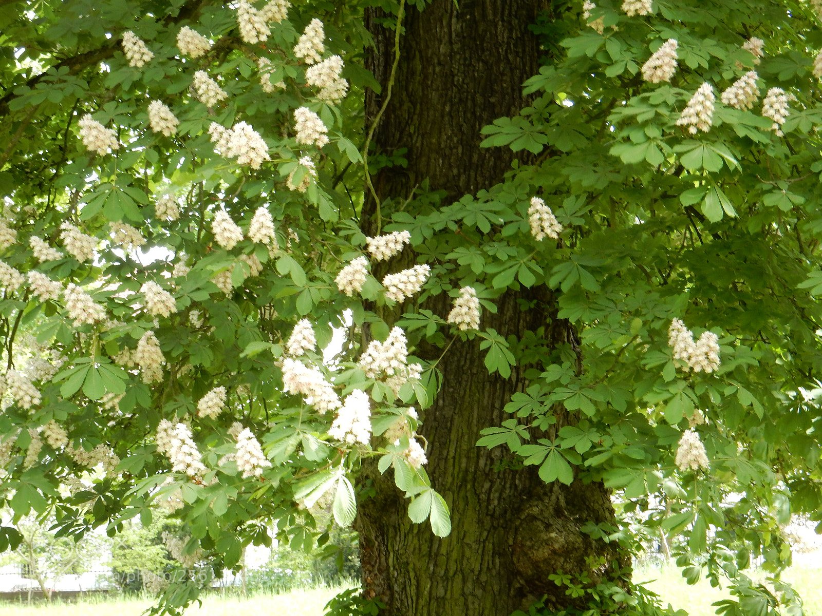 Nikon Coolpix S9900 sample photo. Chestnut tree white photography