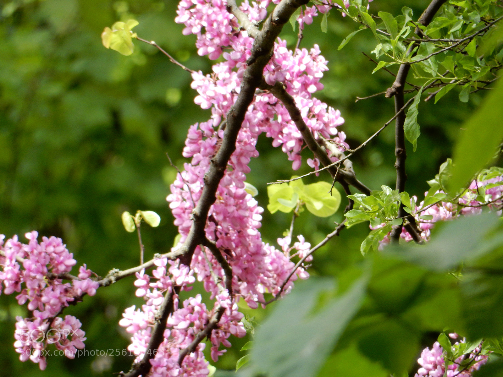Nikon Coolpix S9900 sample photo. Chestnut branch rose photography