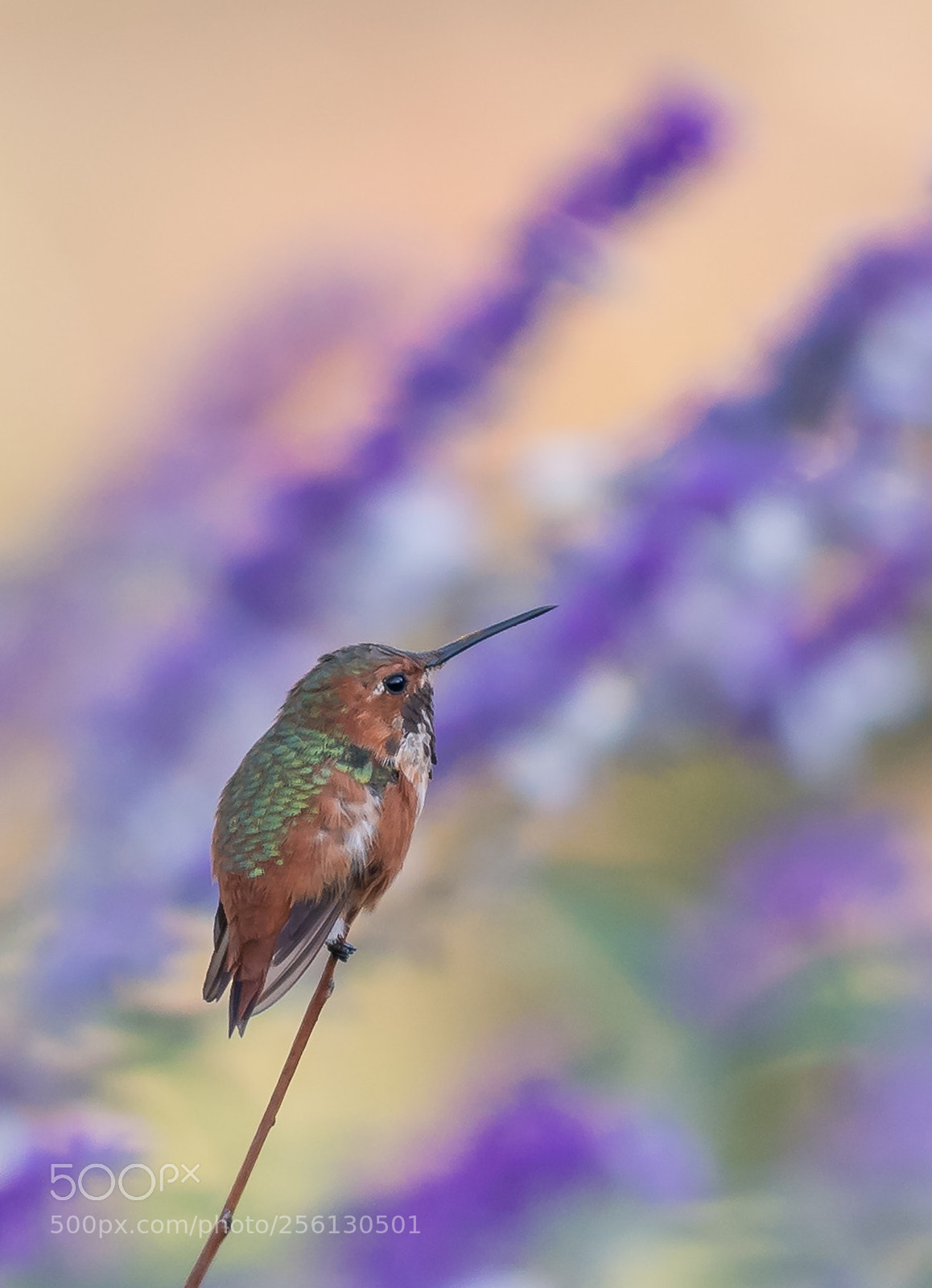Nikon D5 sample photo. Anna's hummingbird photography