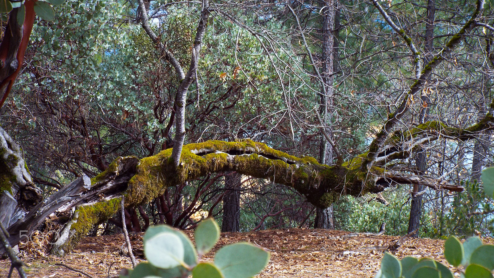 Fujifilm FinePix S9900W S9950W sample photo. Mossy tree photography