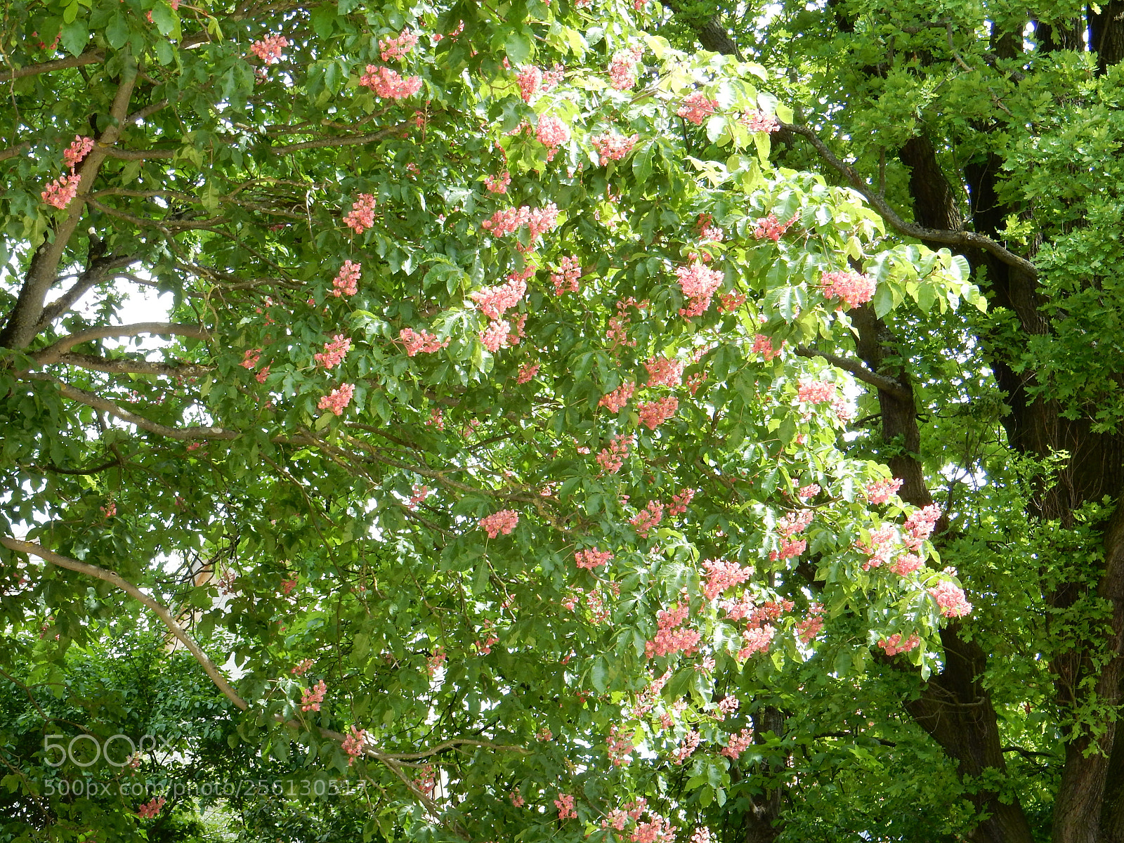 Nikon Coolpix S9900 sample photo. Chestnut tree rose photography