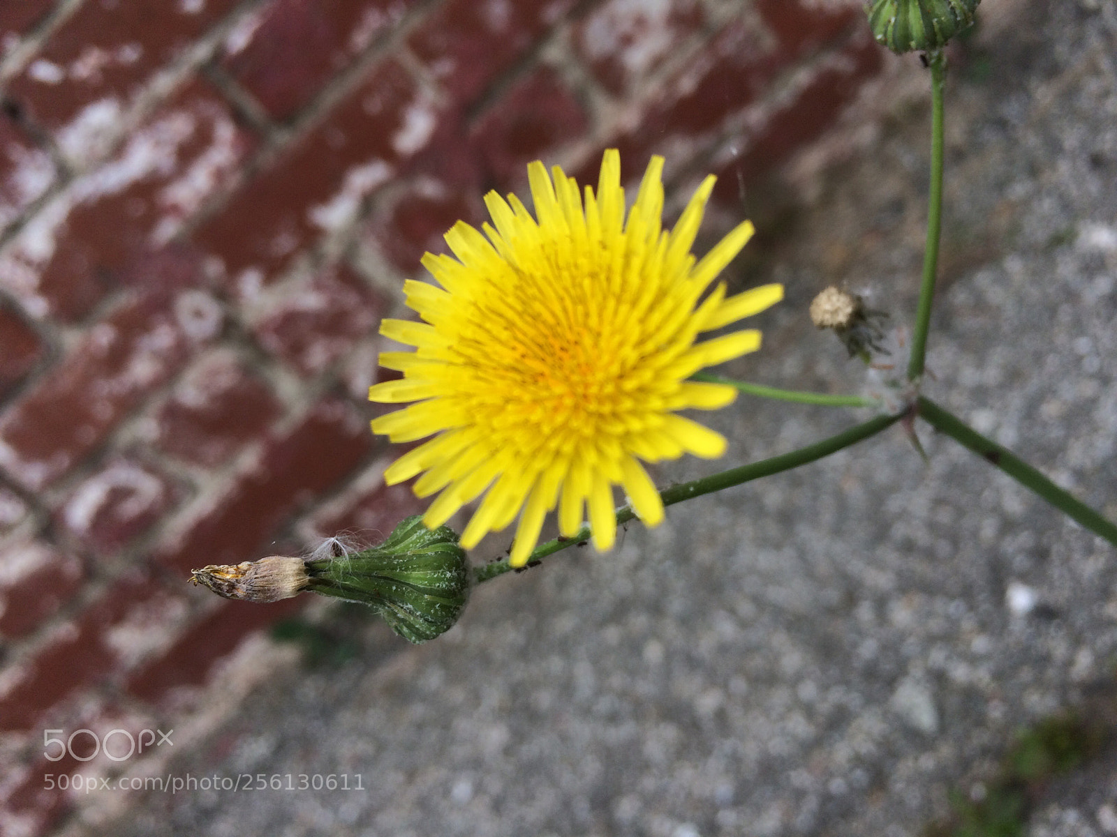 Apple iPhone 5s sample photo. Untitled photography