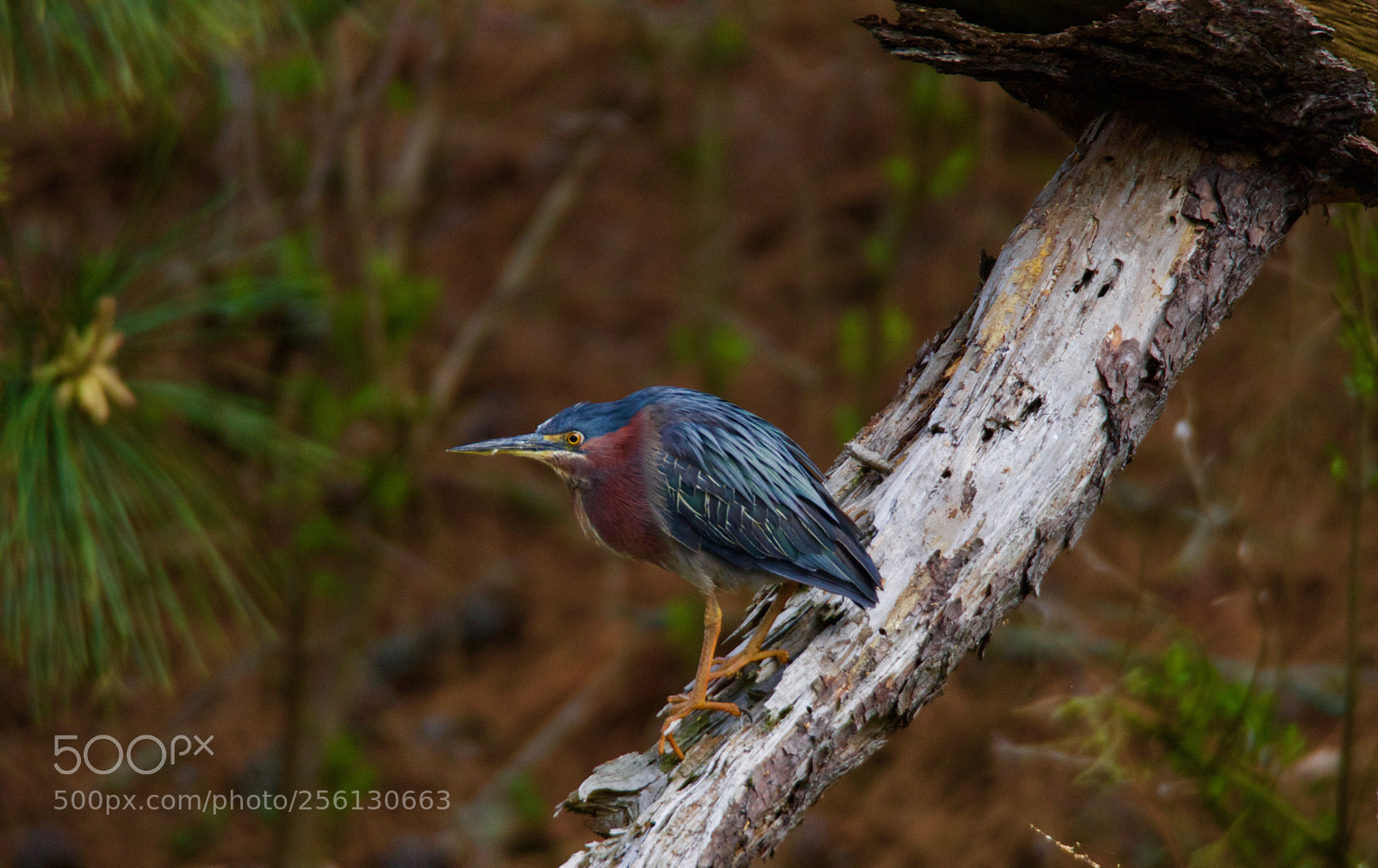 Canon EOS 80D sample photo. Green heron photography