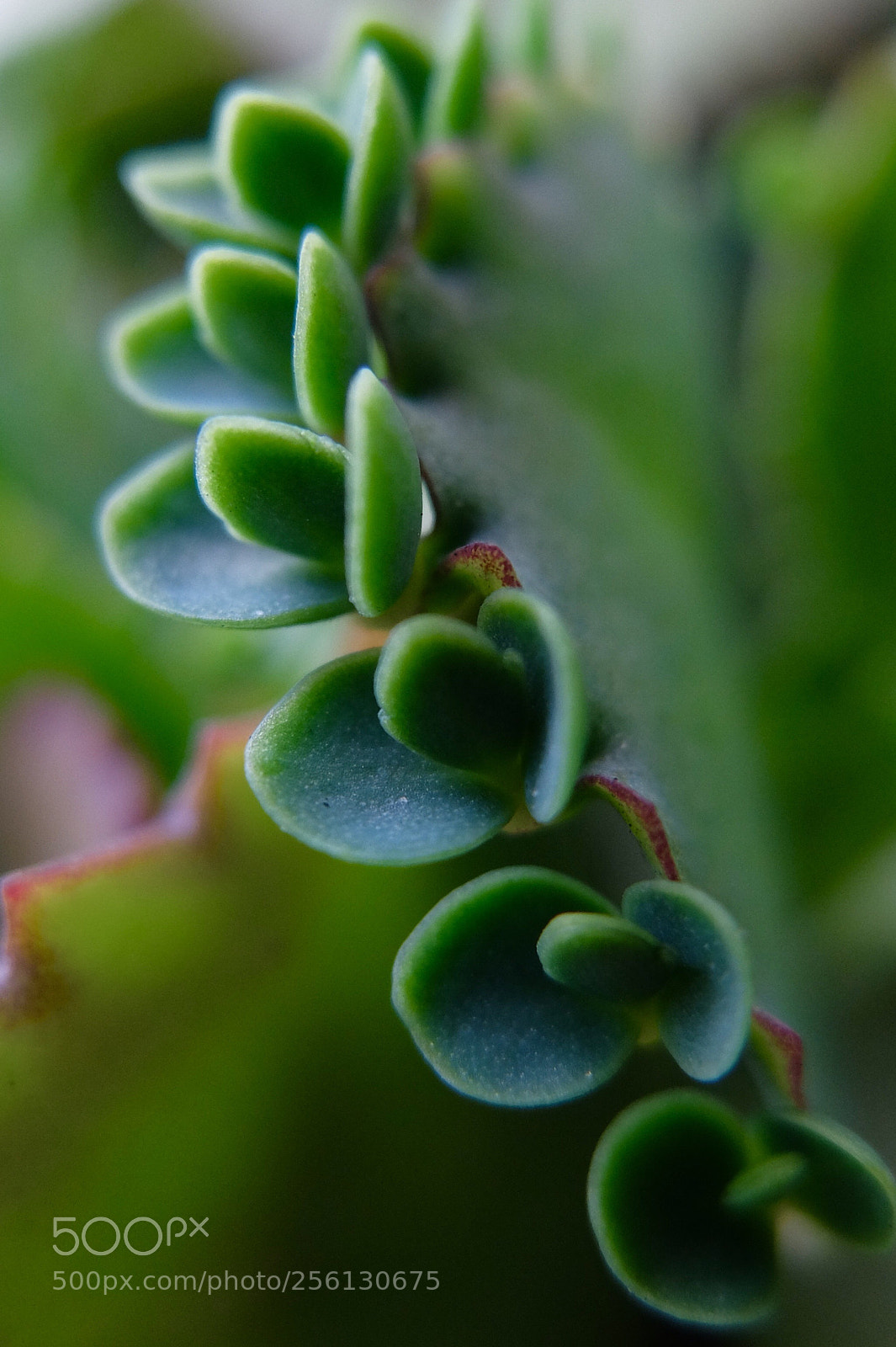 Fujifilm X30 sample photo. 肉植物
meat plants photography