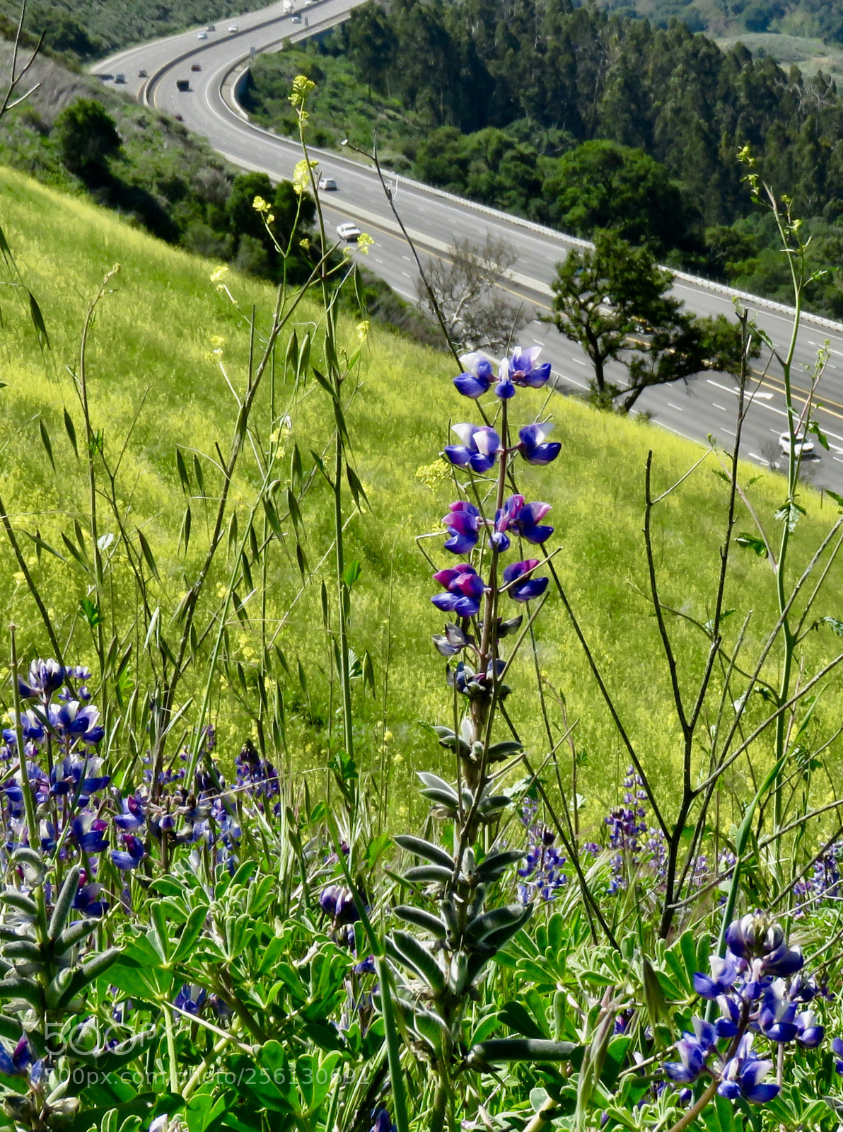 Canon PowerShot SX60 HS sample photo. Lupin above 101 photography