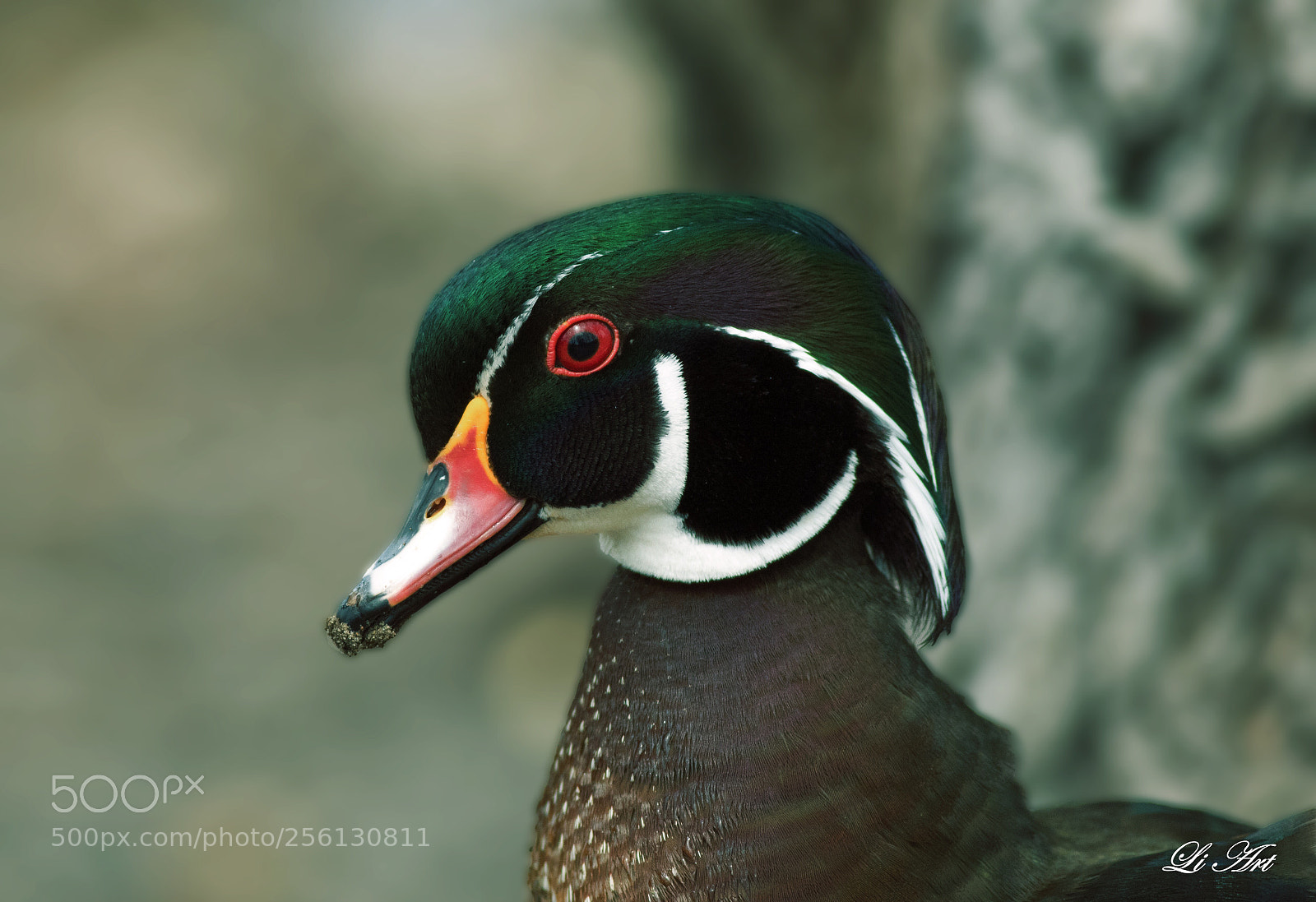 Canon EOS 7D Mark II sample photo. Portrait of a wood photography