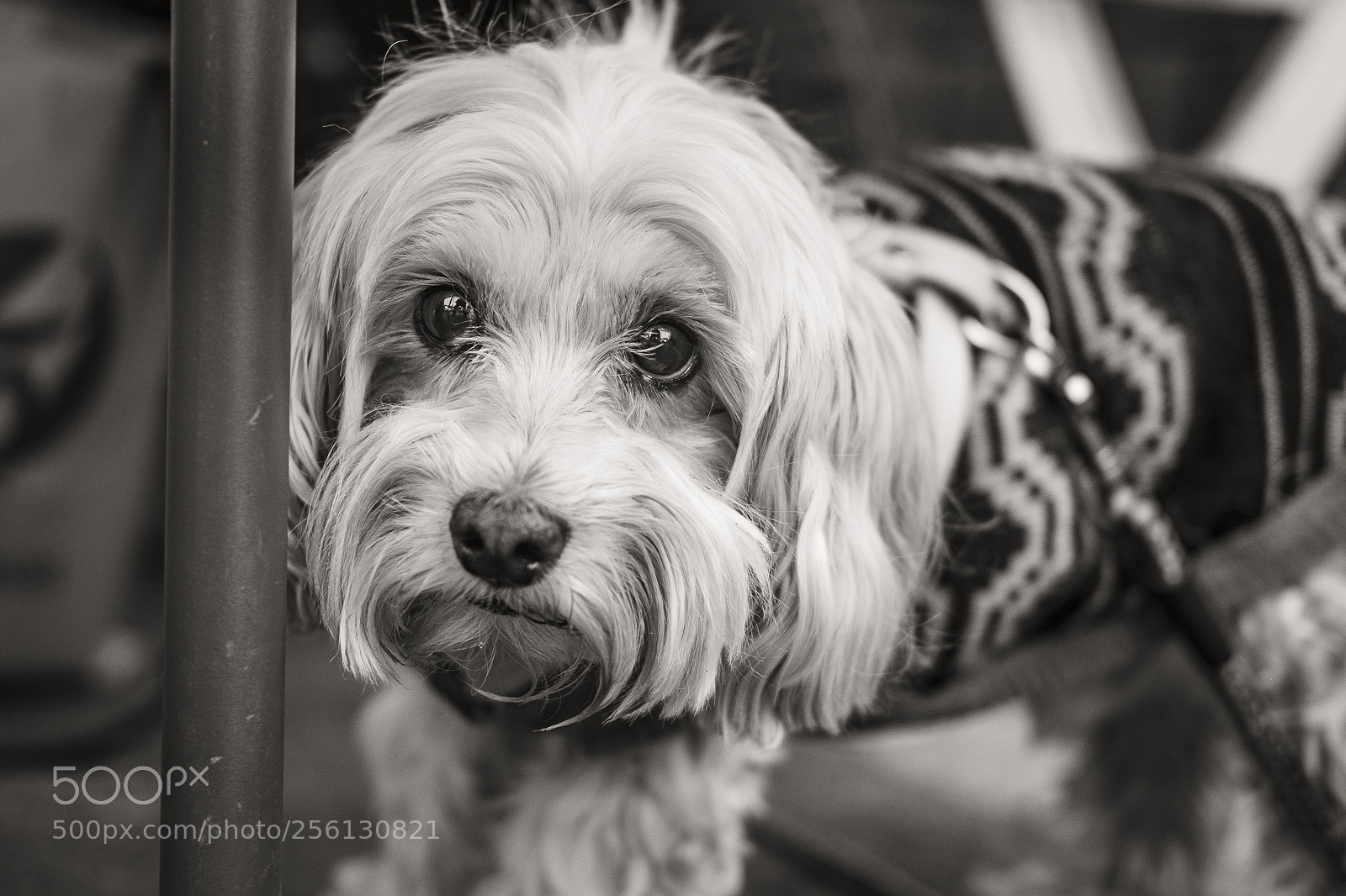 Fujifilm X-T20 sample photo. Untitled photography