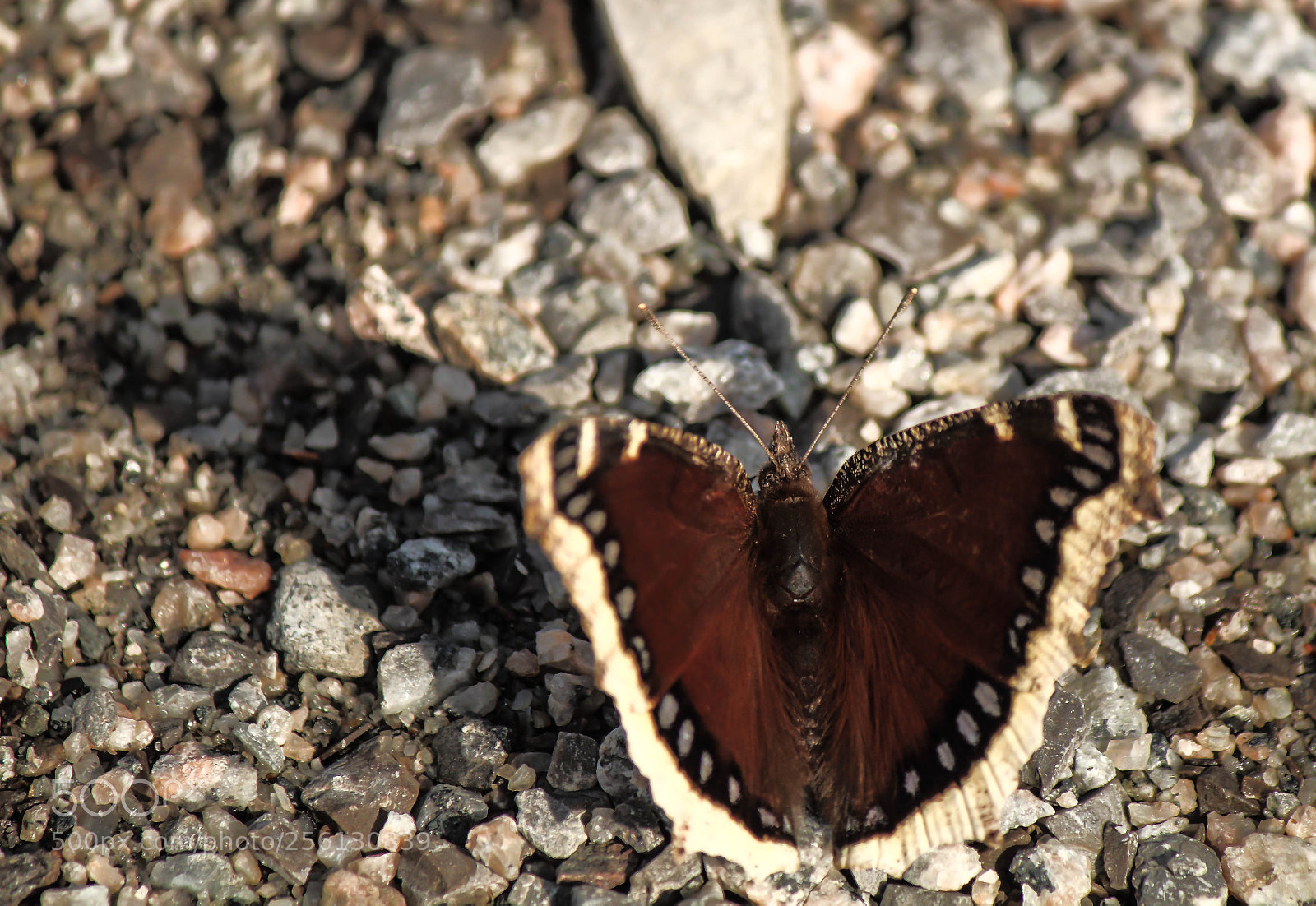 Canon EOS 1200D (EOS Rebel T5 / EOS Kiss X70 / EOS Hi) sample photo. Papillon diurne du canada photography