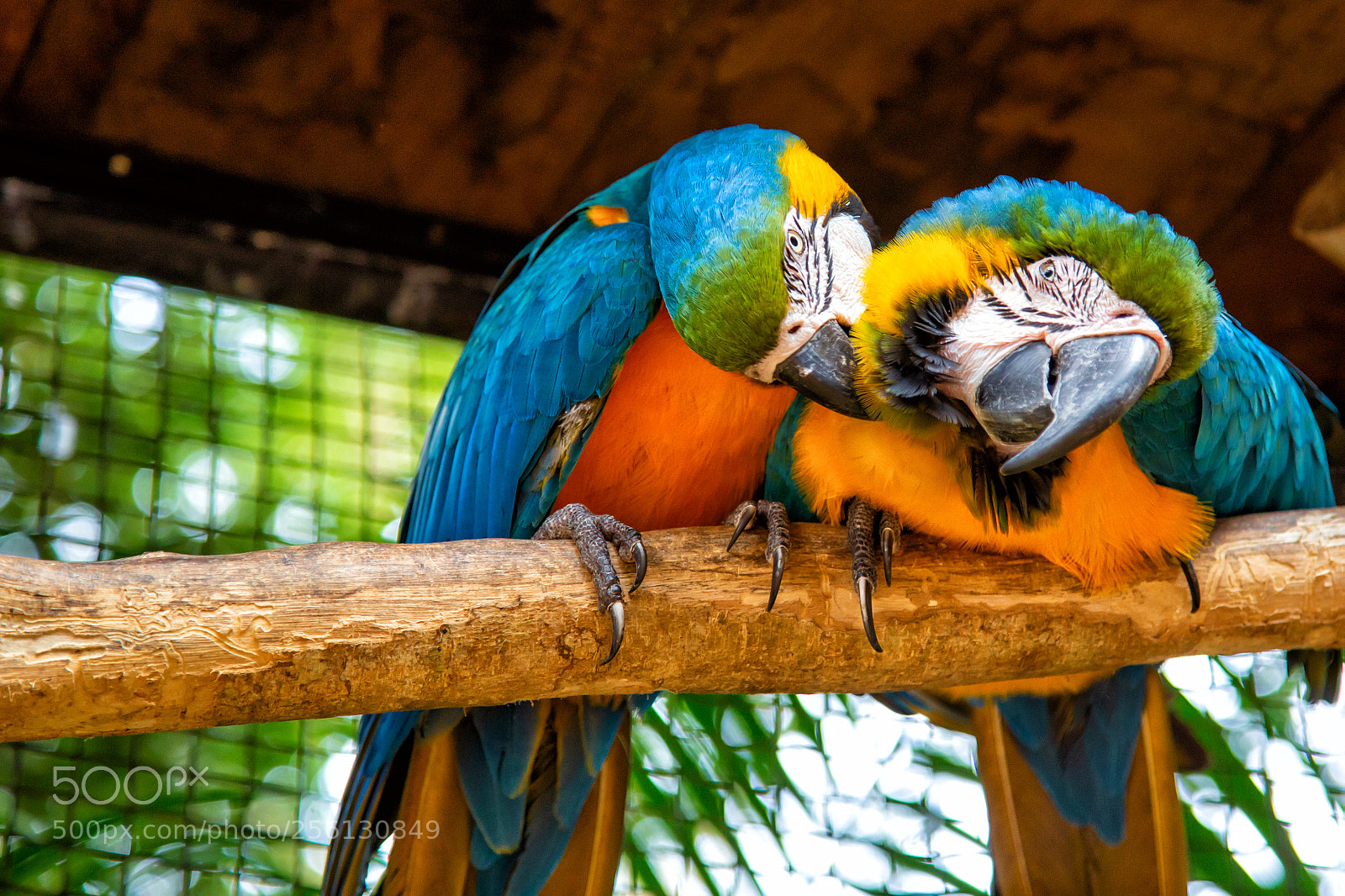 Canon EOS 6D sample photo. Casal de araras photography