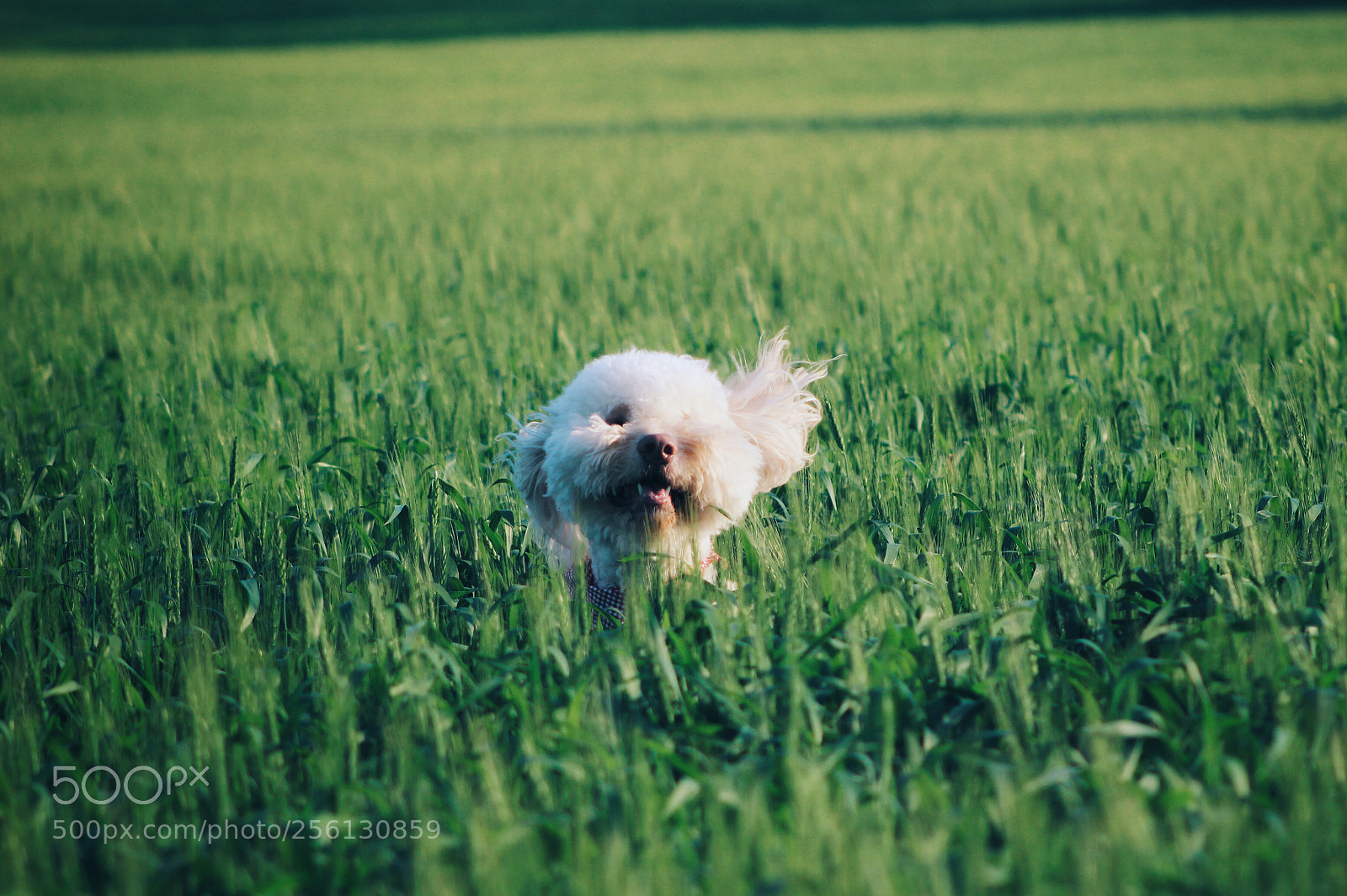 Canon EOS 1200D (EOS Rebel T5 / EOS Kiss X70 / EOS Hi) sample photo. Harry photography
