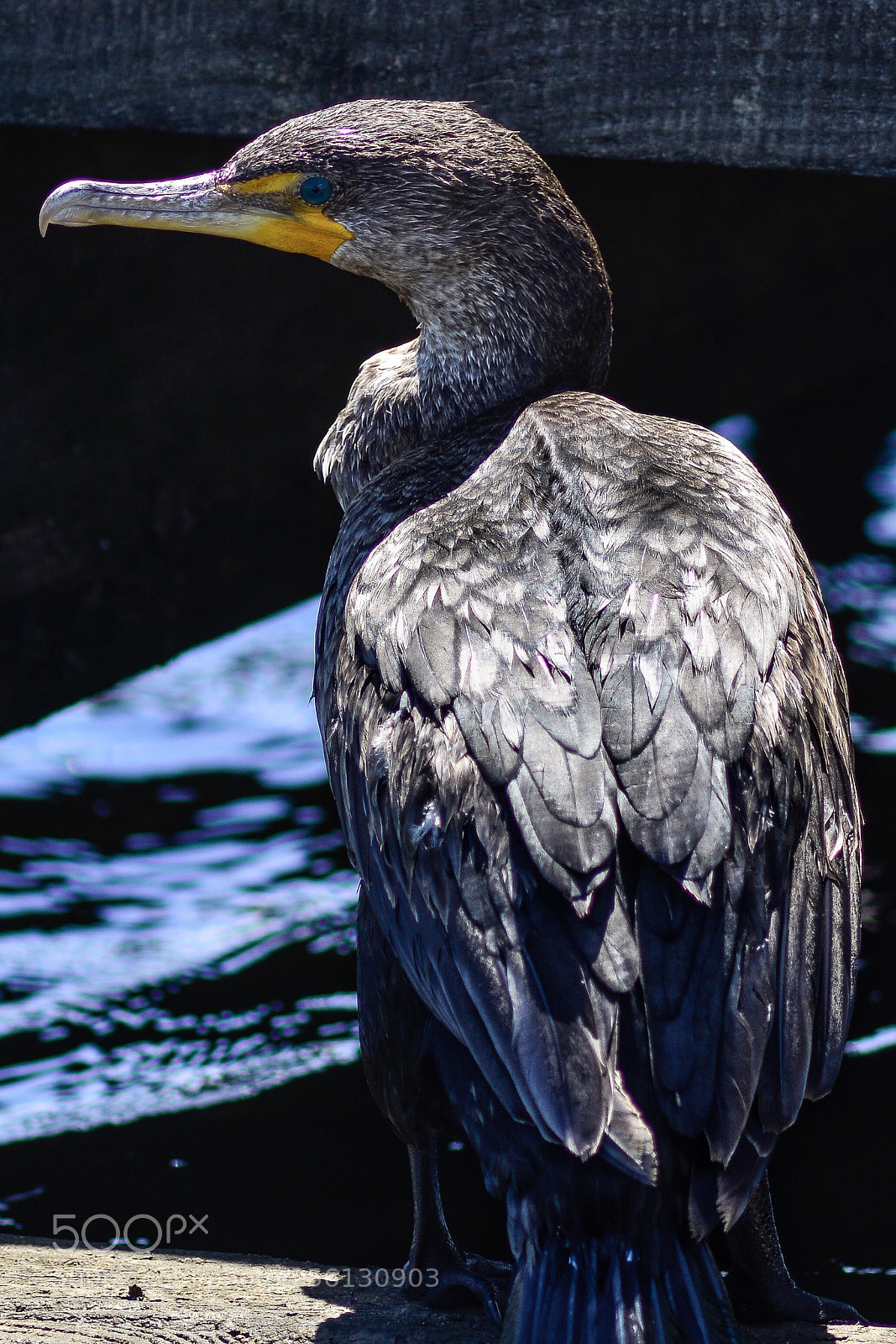 Nikon D7100 sample photo. Cormorant, gulfport,ms. photography