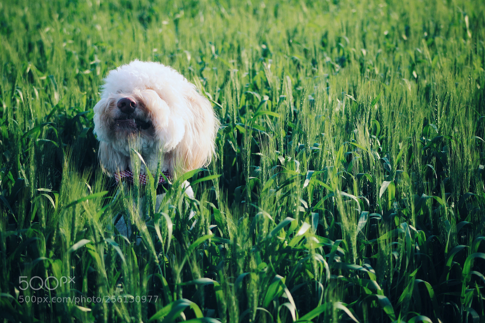 Canon EOS 1200D (EOS Rebel T5 / EOS Kiss X70 / EOS Hi) sample photo. Harry photography