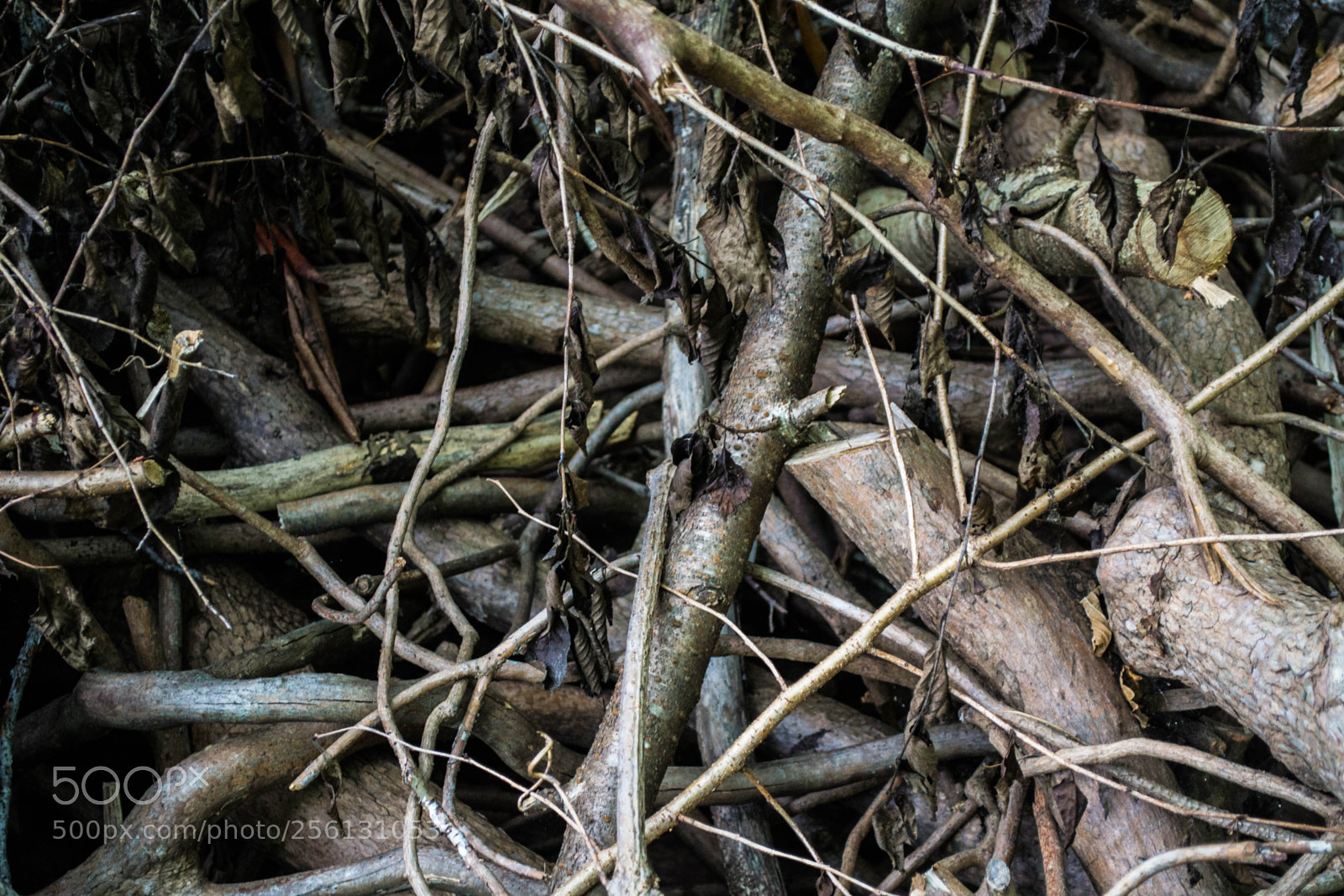 Nikon D3100 sample photo. Wood photography