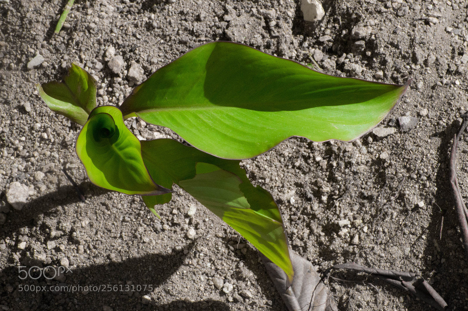 Nikon D3100 sample photo. Hope photography