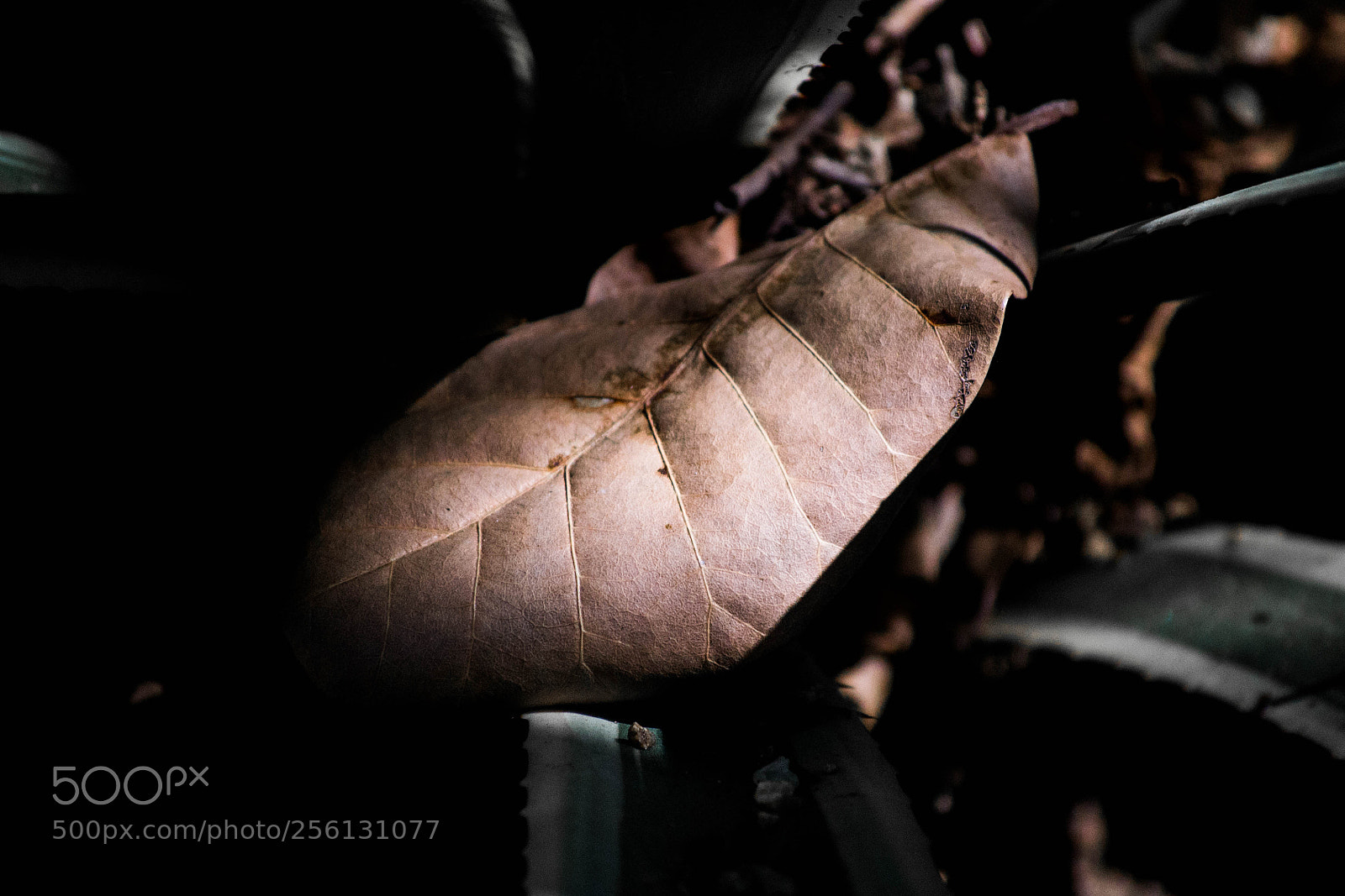Nikon D3100 sample photo. Brown leaf photography