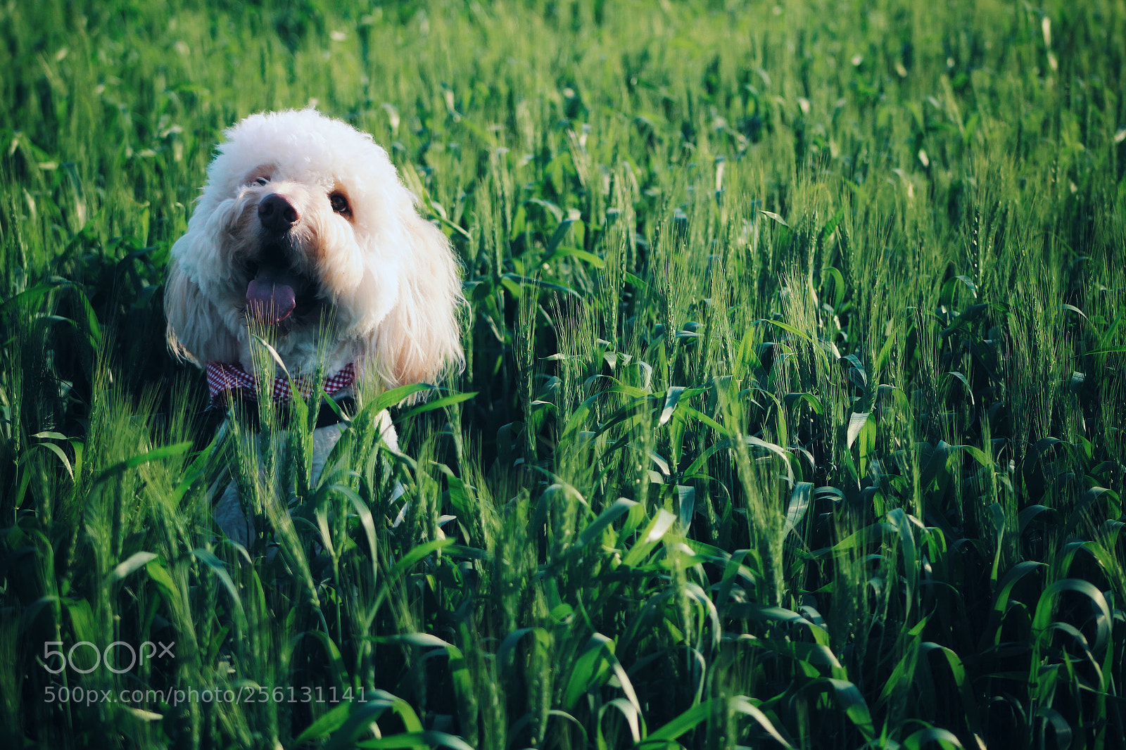 Canon EOS 1200D (EOS Rebel T5 / EOS Kiss X70 / EOS Hi) sample photo. Harry photography