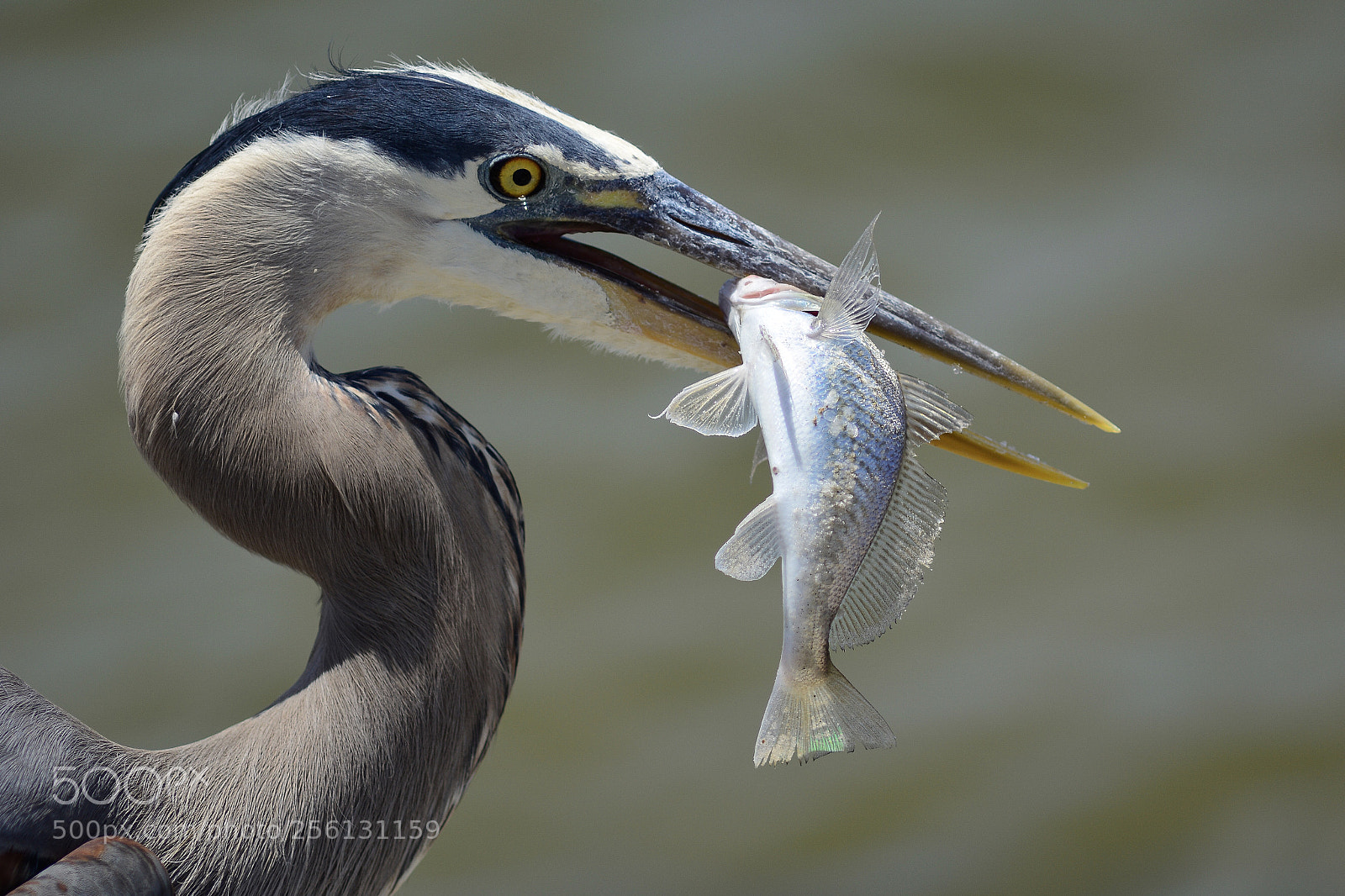 Nikon D7100 sample photo. Great blue heron photography