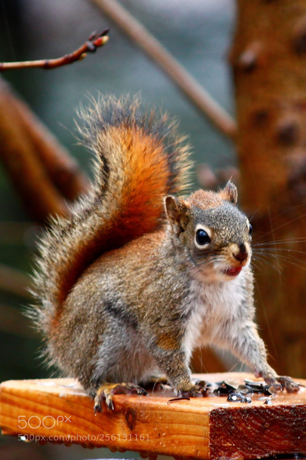 Canon EOS 500D (EOS Rebel T1i / EOS Kiss X3) sample photo. Squirrel photography