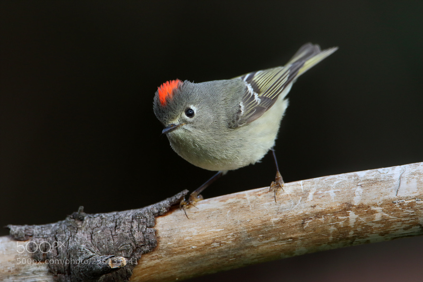 Canon EOS 7D Mark II sample photo. Ruby-crowned kinglet photography