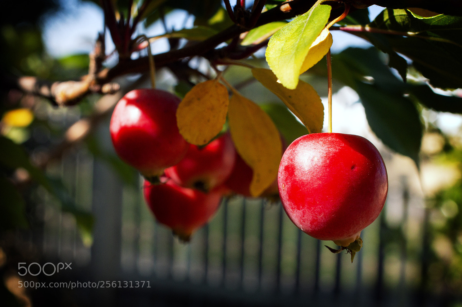 Canon EOS 70D sample photo. Crab apples photography