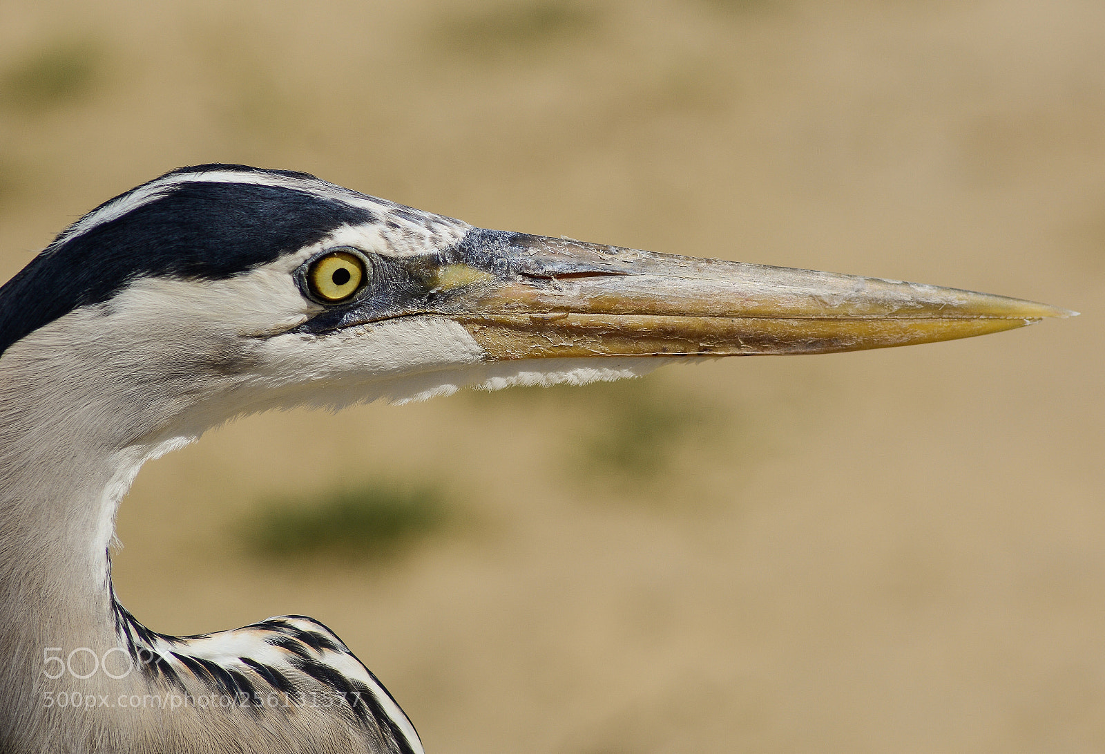 Nikon D7100 sample photo. Great blue heron closeup photography