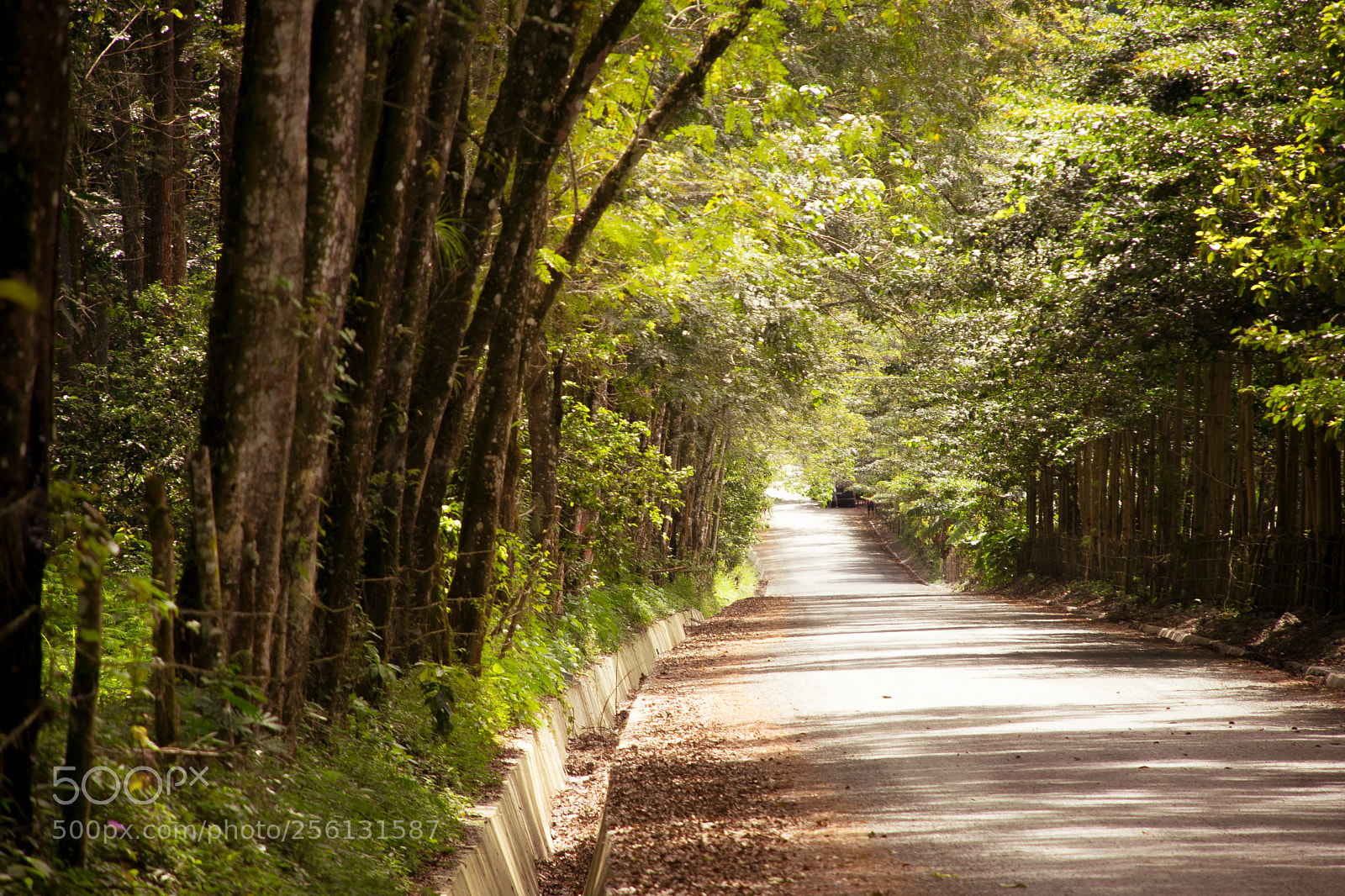 Nikon D3400 sample photo. The way photography