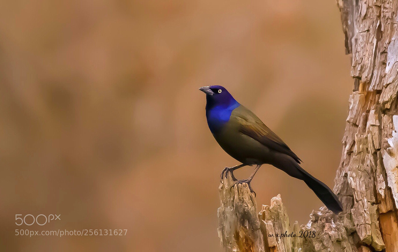 Canon EOS 7D Mark II sample photo. Rainbow crow photography