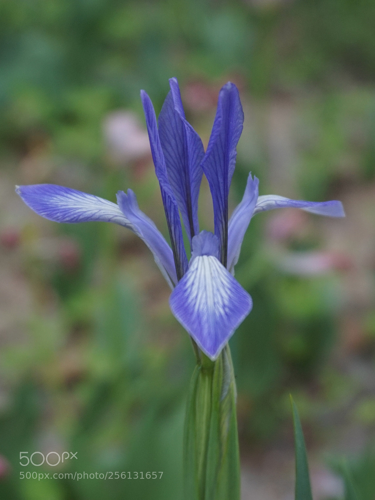 Sony Alpha a5000 (ILCE 5000) sample photo. Flower photography
