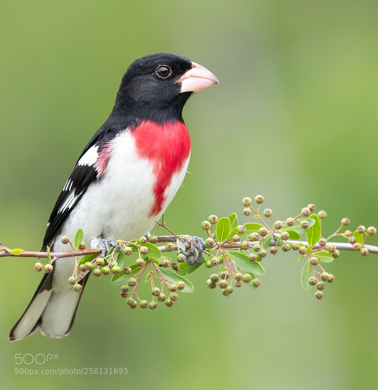Canon EOS-1D X Mark II sample photo. Rose-breasted grosbeak -male photography