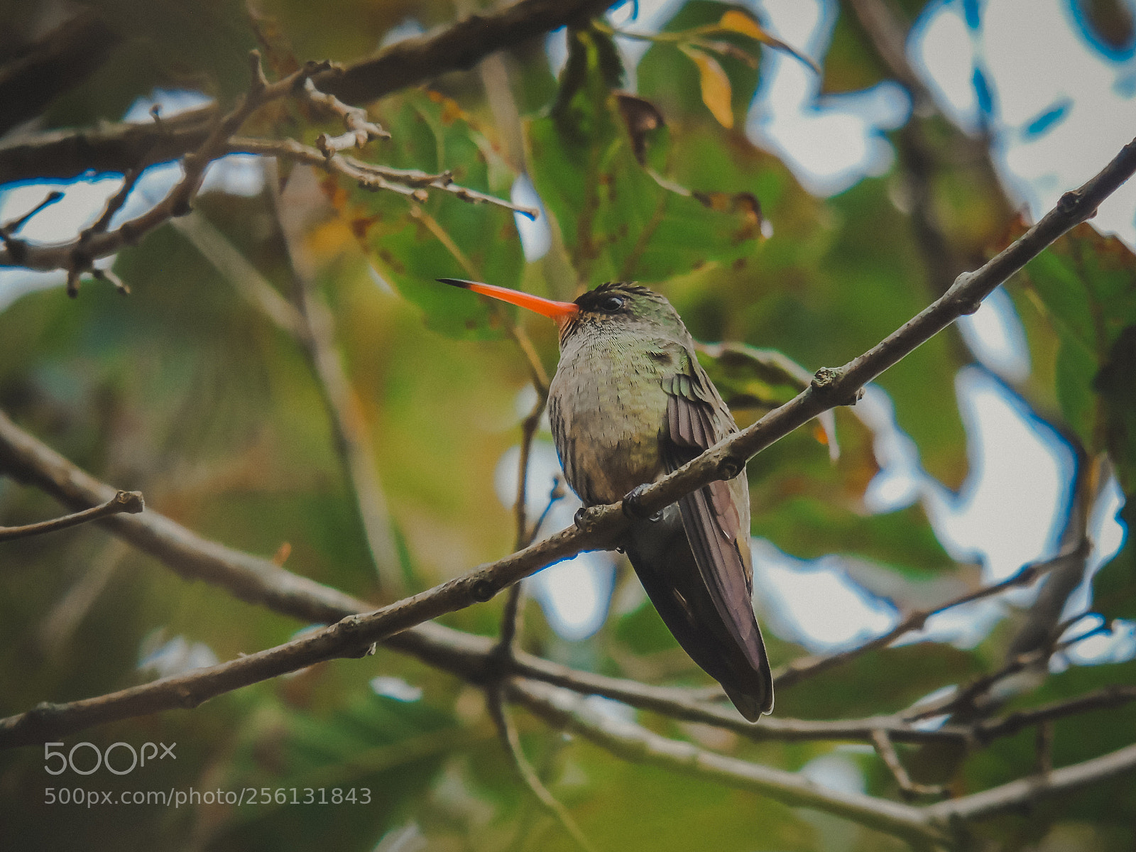 Sony Cyber-shot DSC-H400 sample photo. Hummingbird photography
