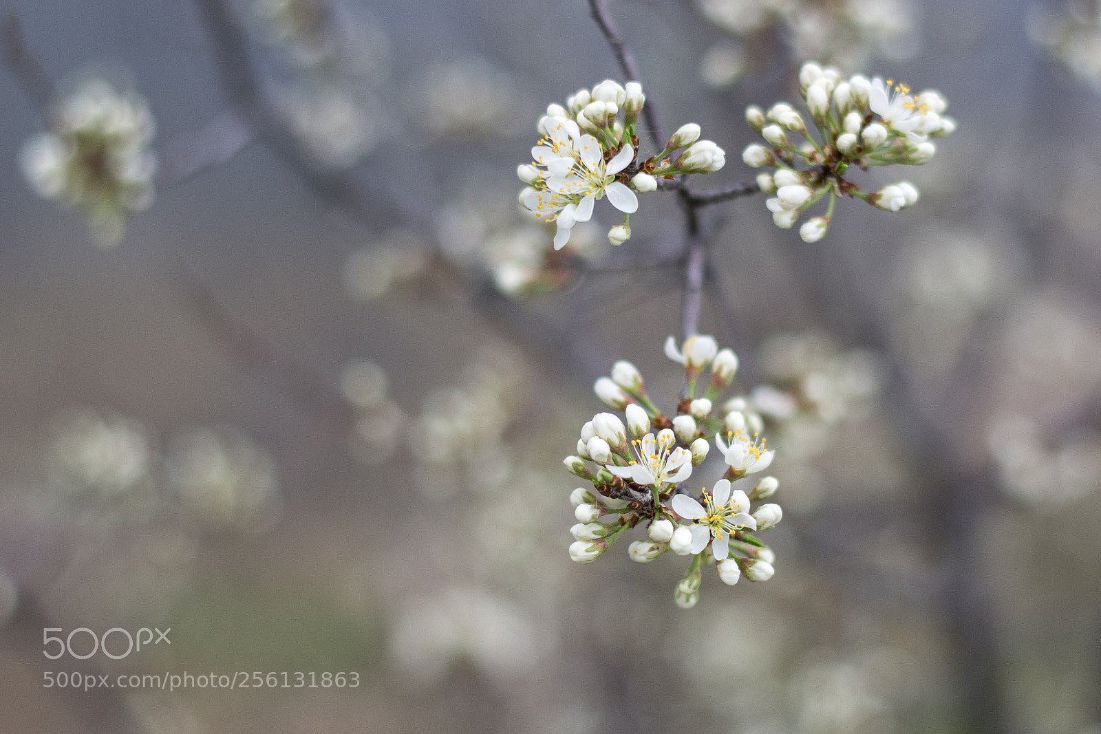 Nikon D7100 sample photo. Tiny blossoms photography