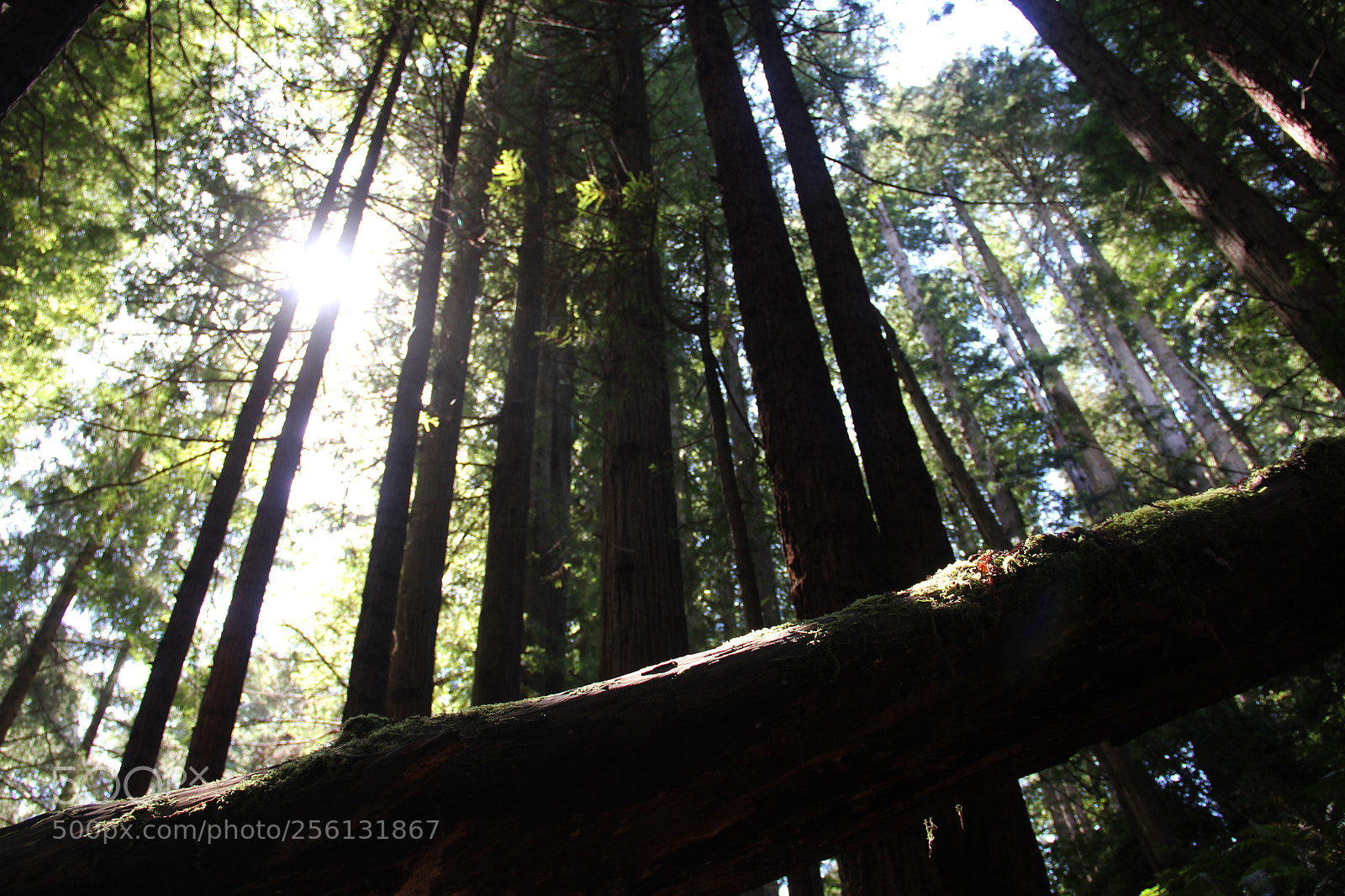 Canon EOS 60D sample photo. Branch photography