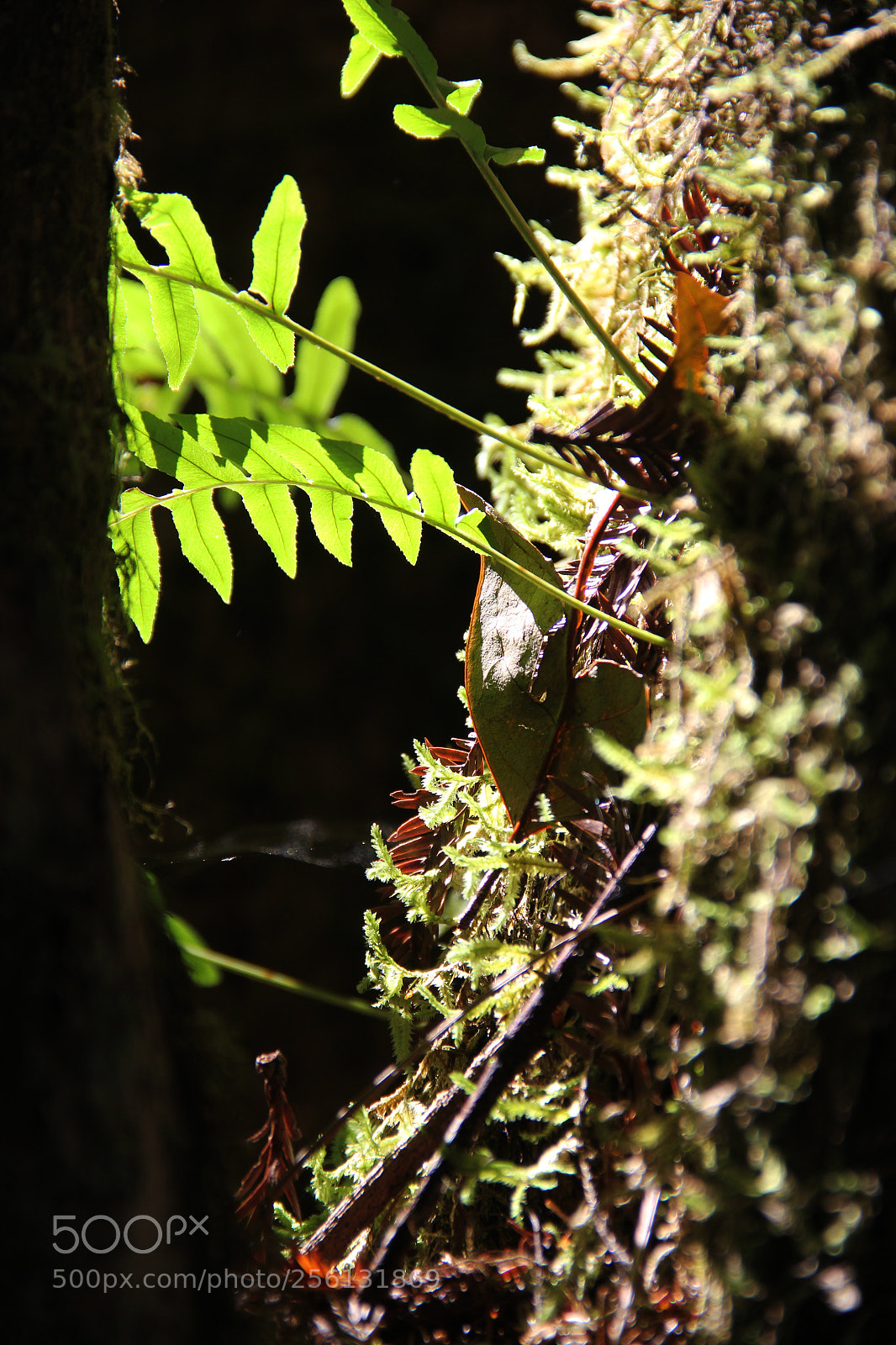 Canon EOS 60D sample photo. Fern photography