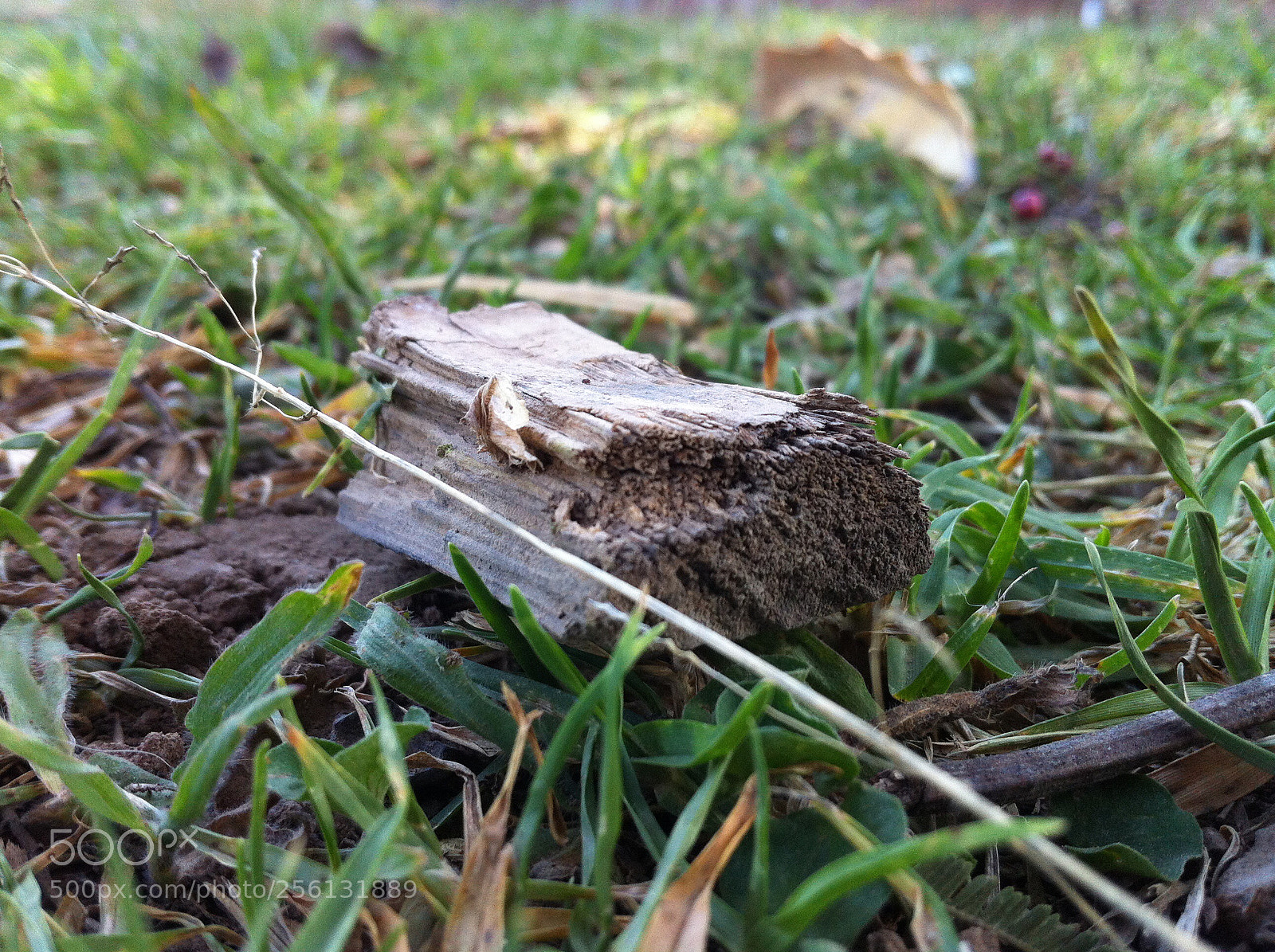 Apple iPhone 4 sample photo. Untitled photography