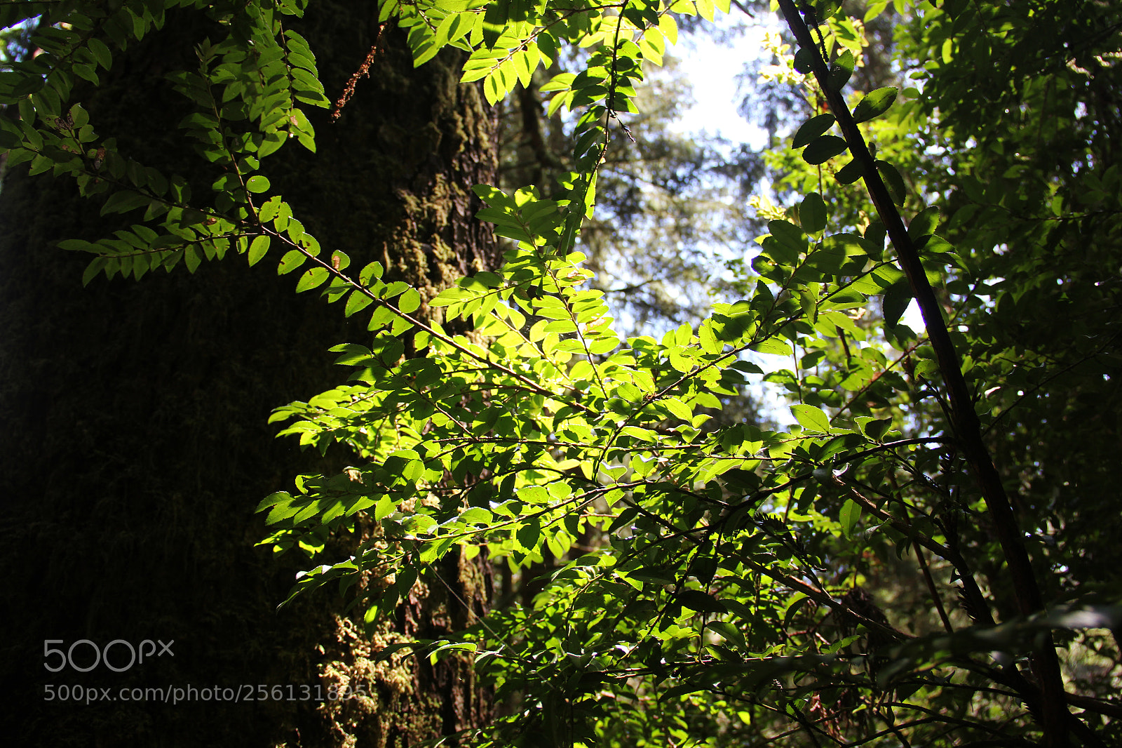 Canon EOS 60D sample photo. Leaves photography